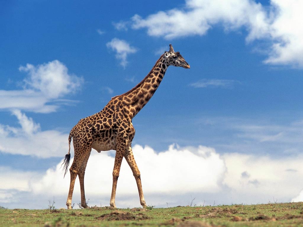 Kostenlose Giraffe, Hintergrund, Tiere, HD Bild, 1030x770 HD Desktop