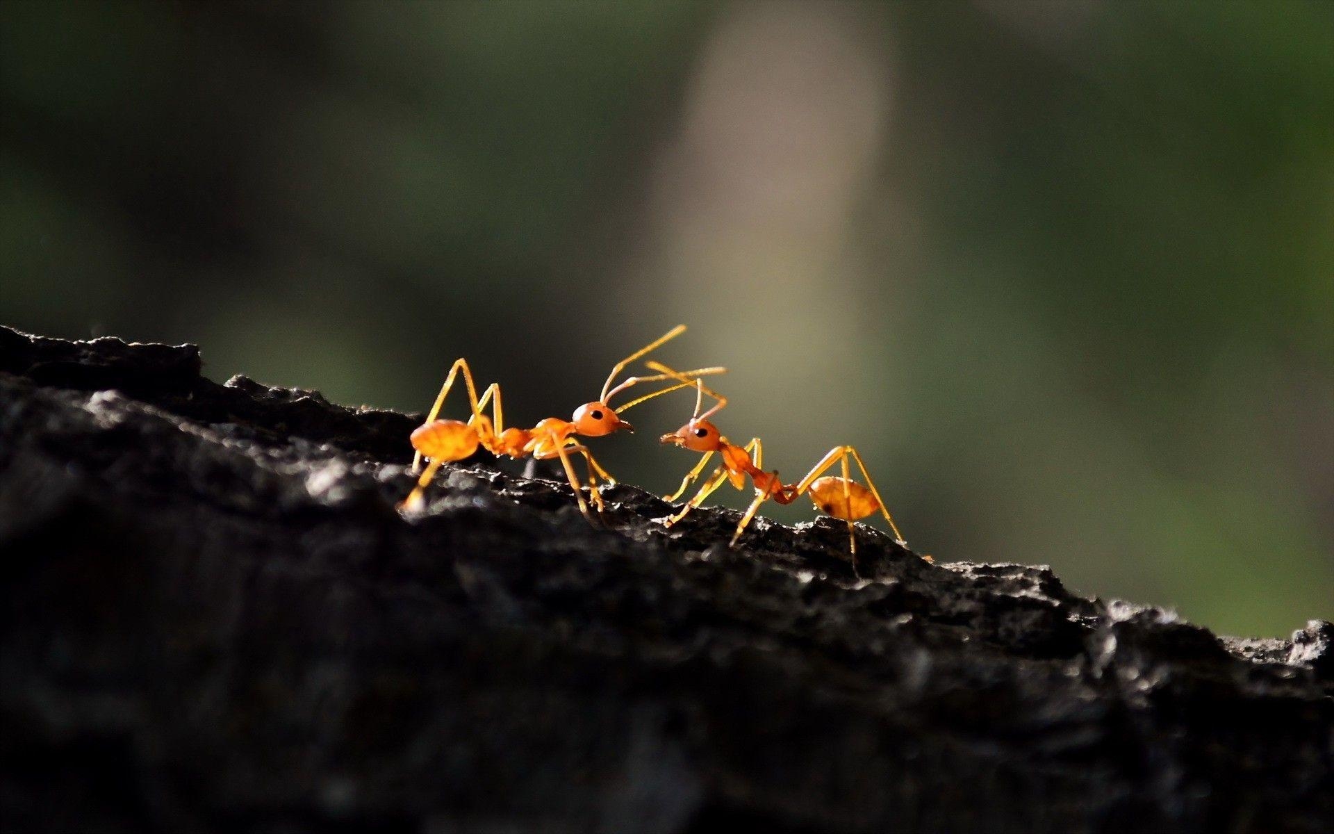 Ameise, Makrofotografie, 4K, Natur, Insekten, 1920x1200 HD Desktop