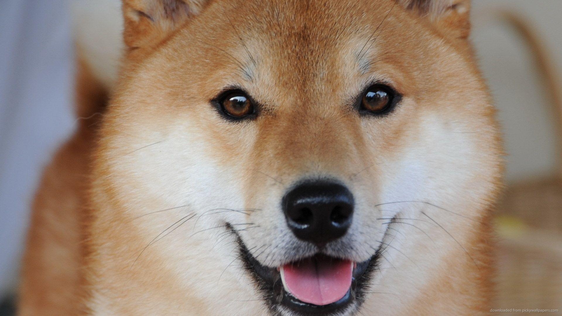 Shiba Inu, Tierbild, Hund, Hxa3qrb, Hintergrund, 1920x1080 Full HD Desktop