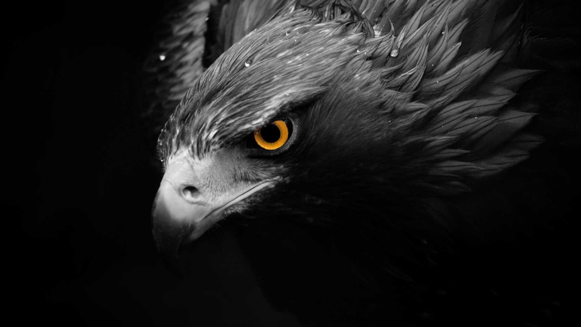 Harpyienadler, Beste, HD, Vogel, Bild, 1920x1080 Full HD Desktop