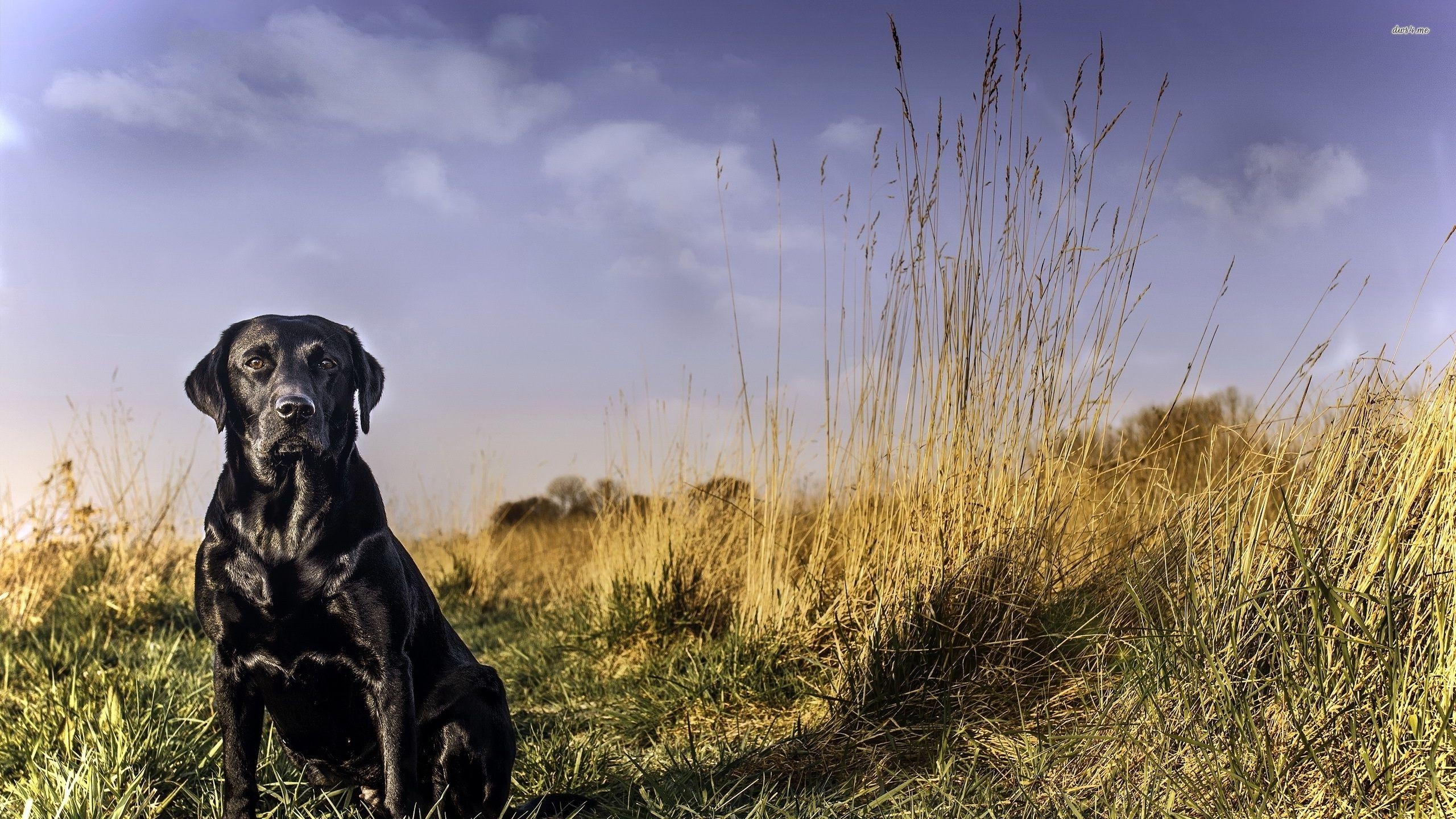 Schwarzer Labrador, Retriever, Hund, Hintergrund, Tier, 2560x1440 HD Desktop