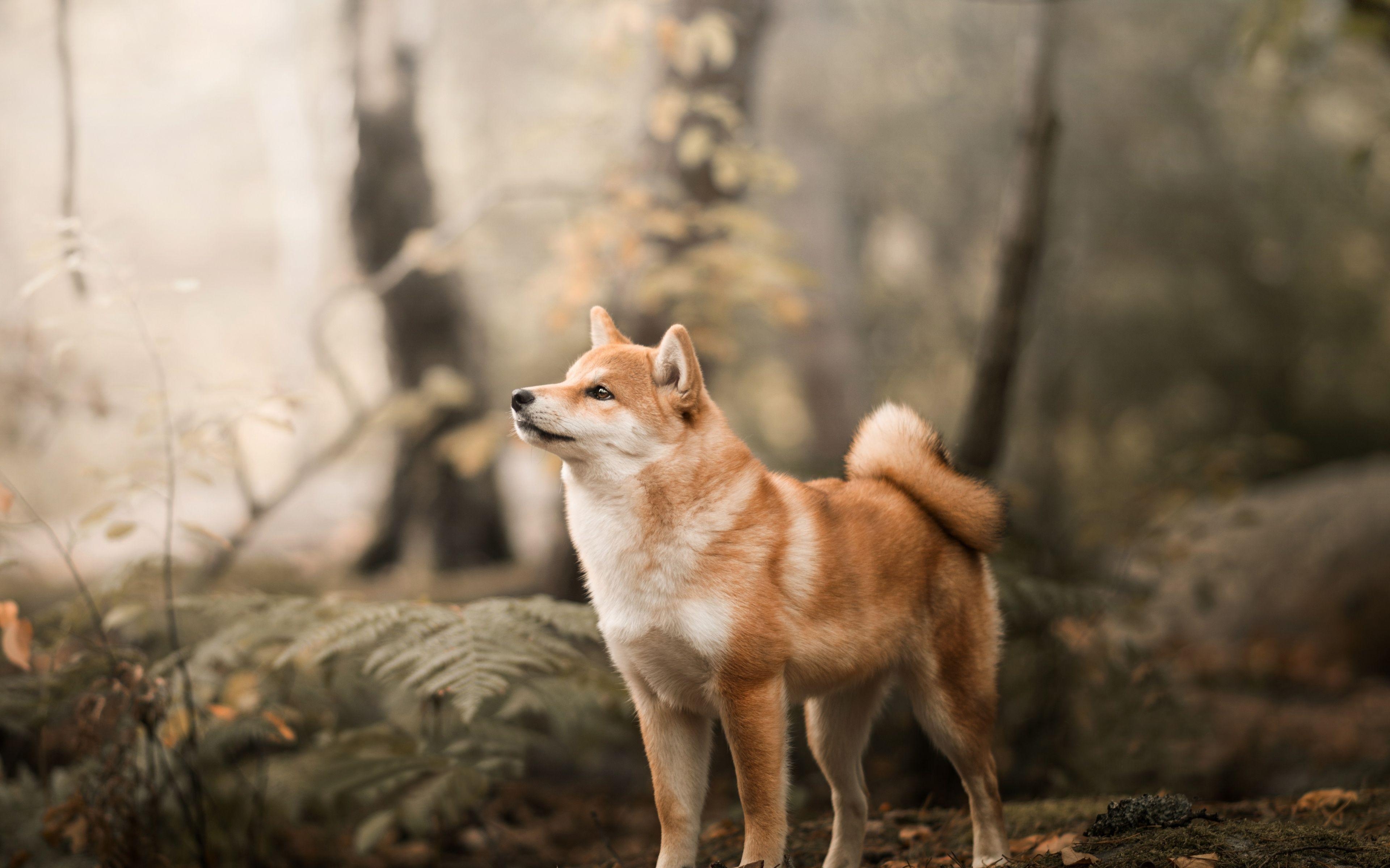 Shiba Inu, Selbstbewusst, Hunde, Wallpaper, Japan, 3840x2400 4K Desktop