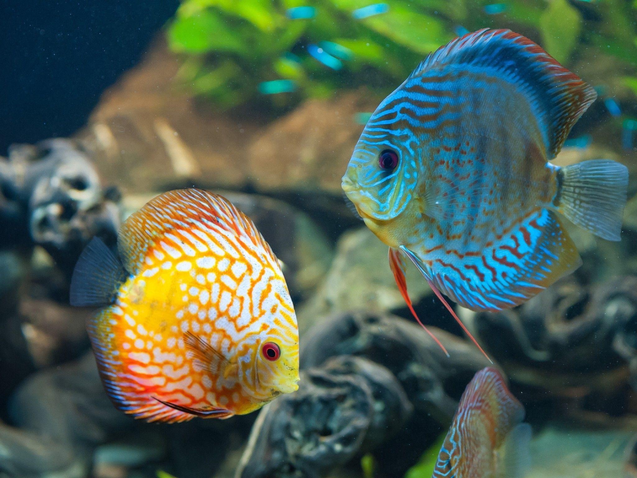 Discus Fische, HD, Desktop, Tiere, Fische, 2050x1540 HD Desktop