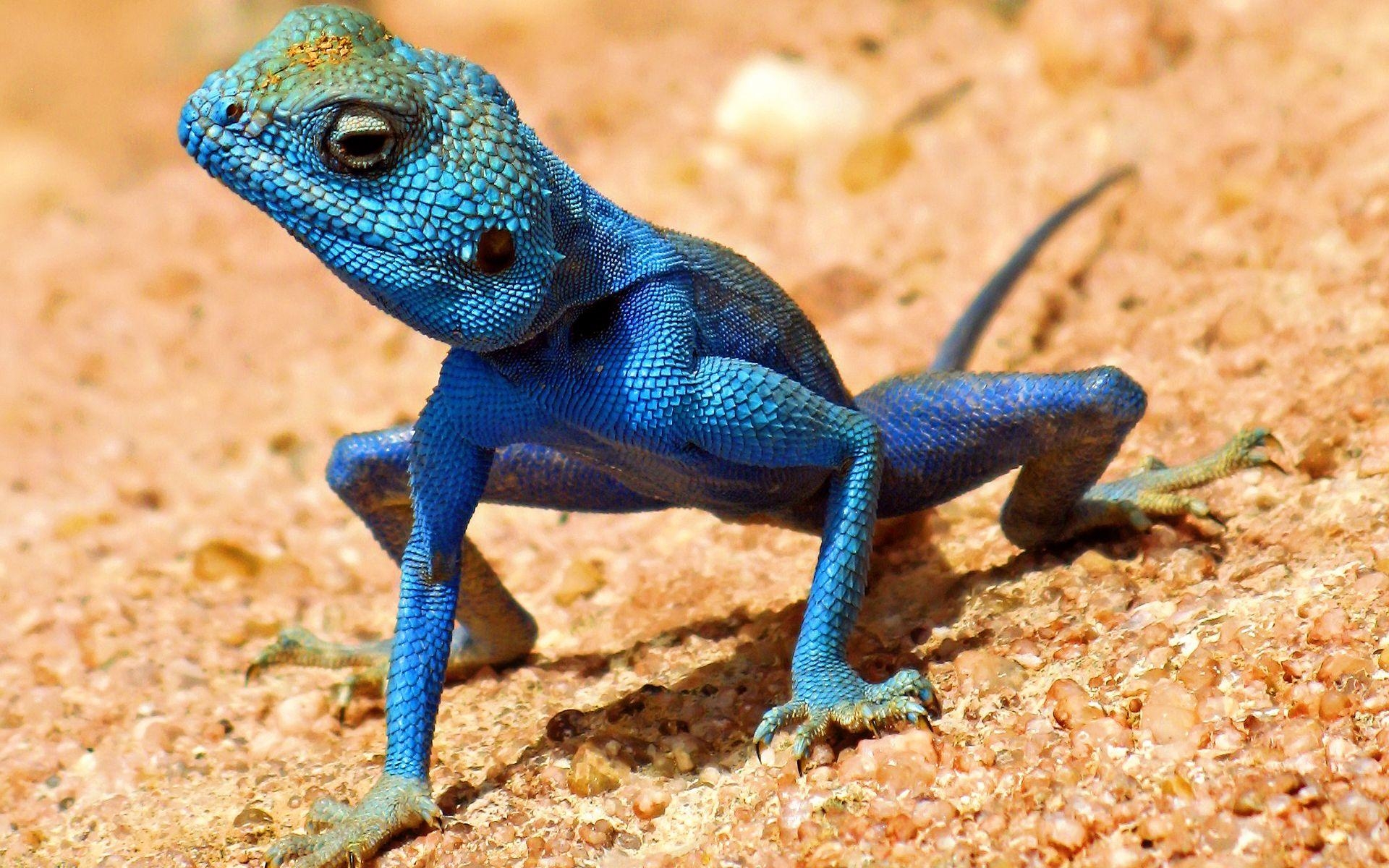 Echsen Galerie, Tiere, Reptilien, exotische Tiere, Fotosammlung, 1920x1200 HD Desktop