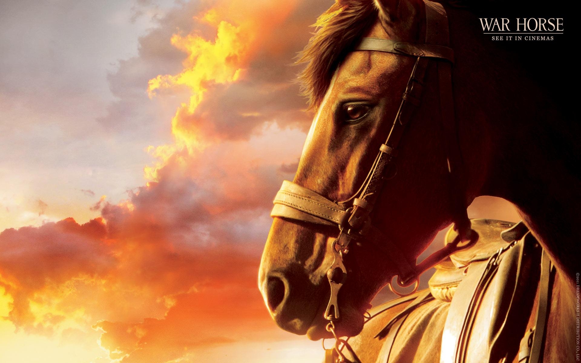 War Horse Film, Pferd, Kriegsfilm, Kino, Held, 1920x1200 HD Desktop