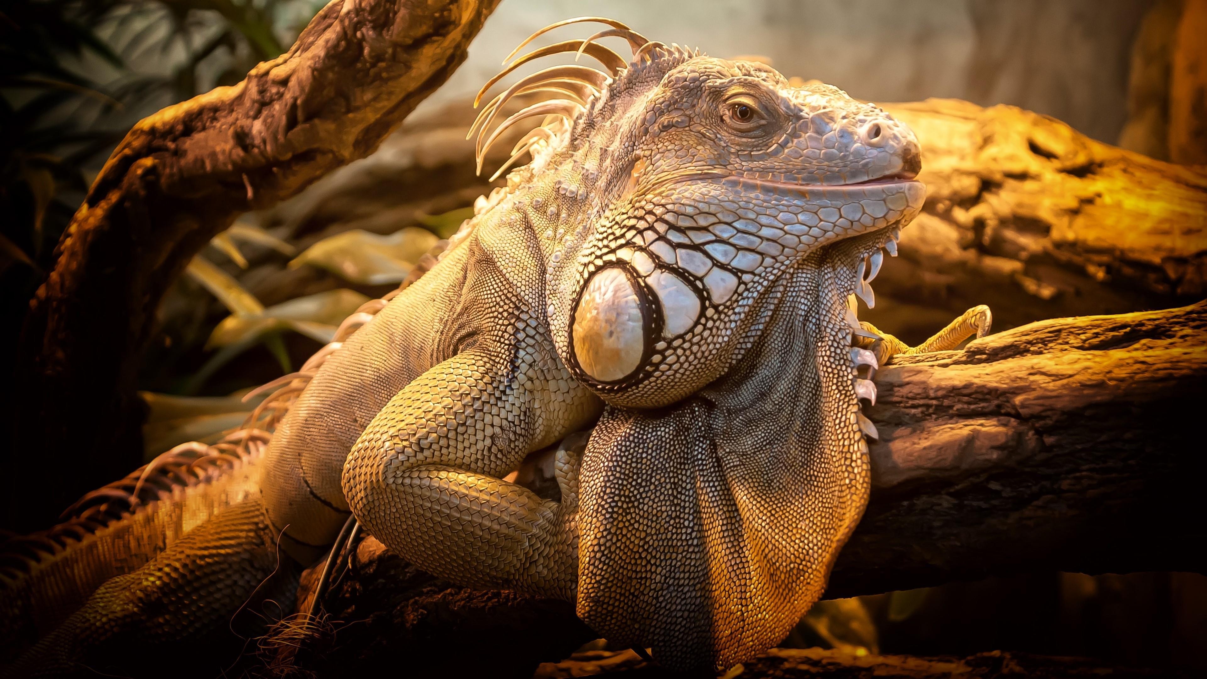 Iguana, 4K, Echse, Reptilien, Natur, 3840x2160 4K Desktop