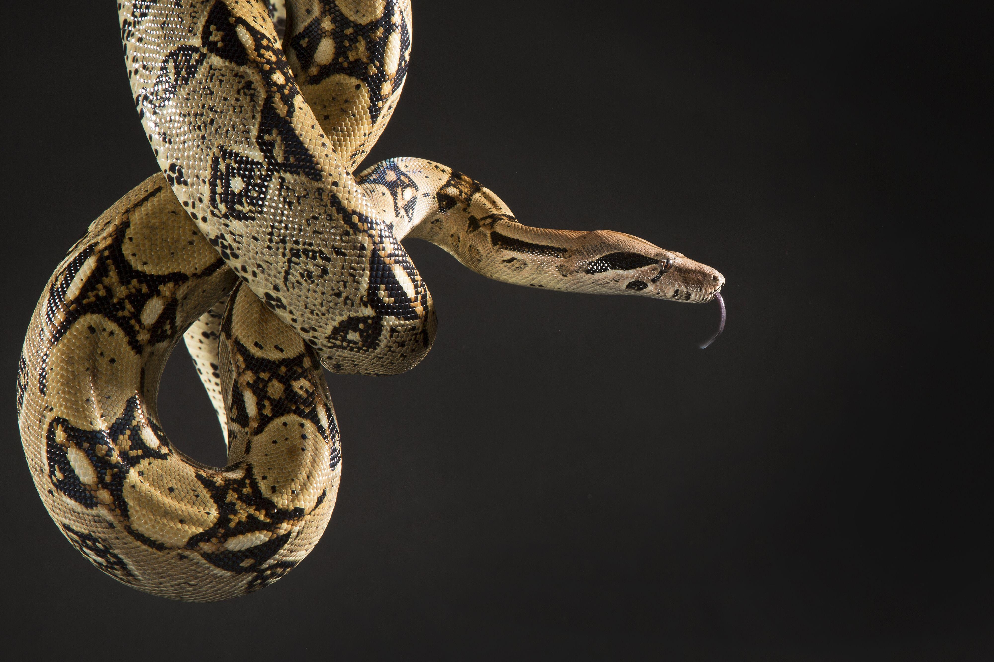 Hochwertiger Hintergrund, Boa Constrictor, Jitendra, Avery, Fotografie, 4000x2670 4K Desktop