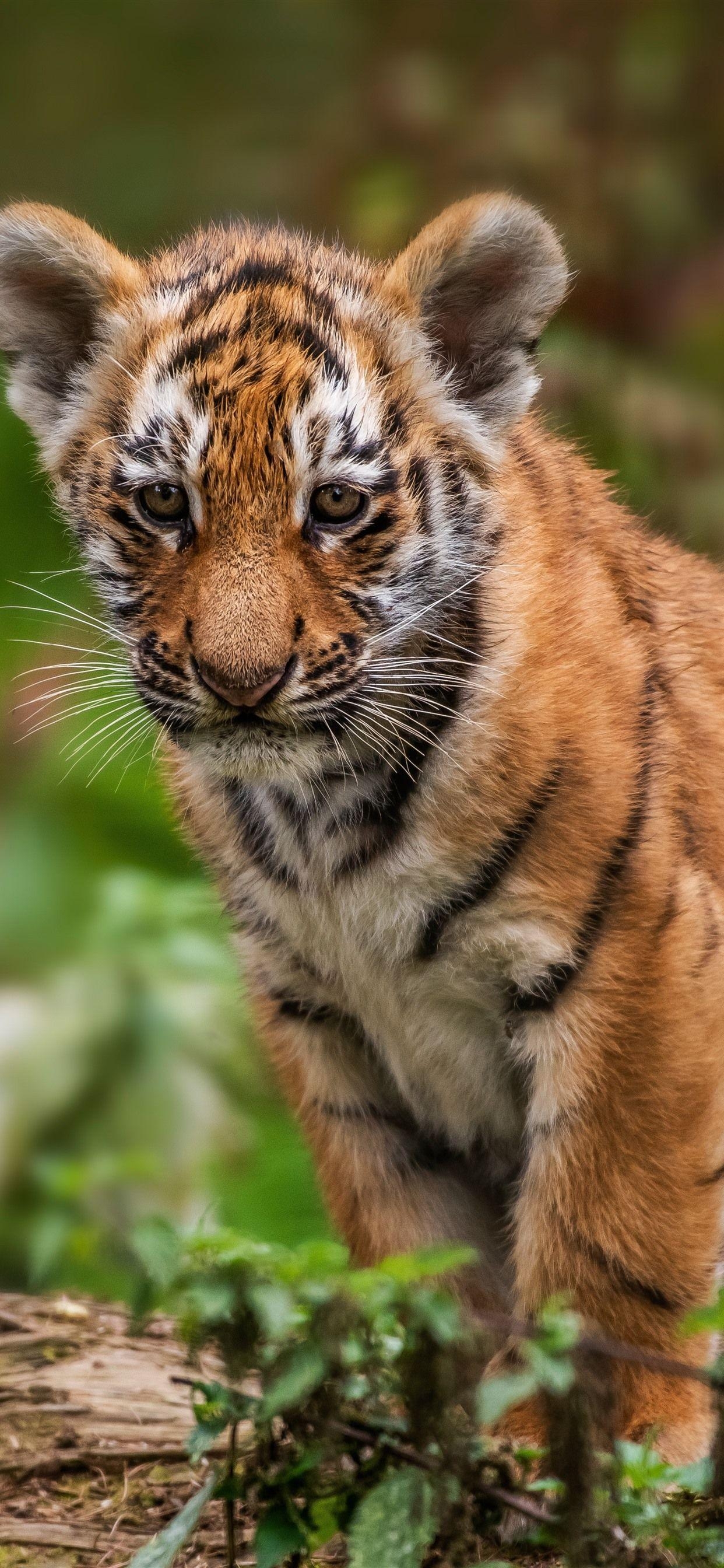 Tigerjunges, Wildlife, iPhone, Natur, Tiere, 1250x2690 HD Handy