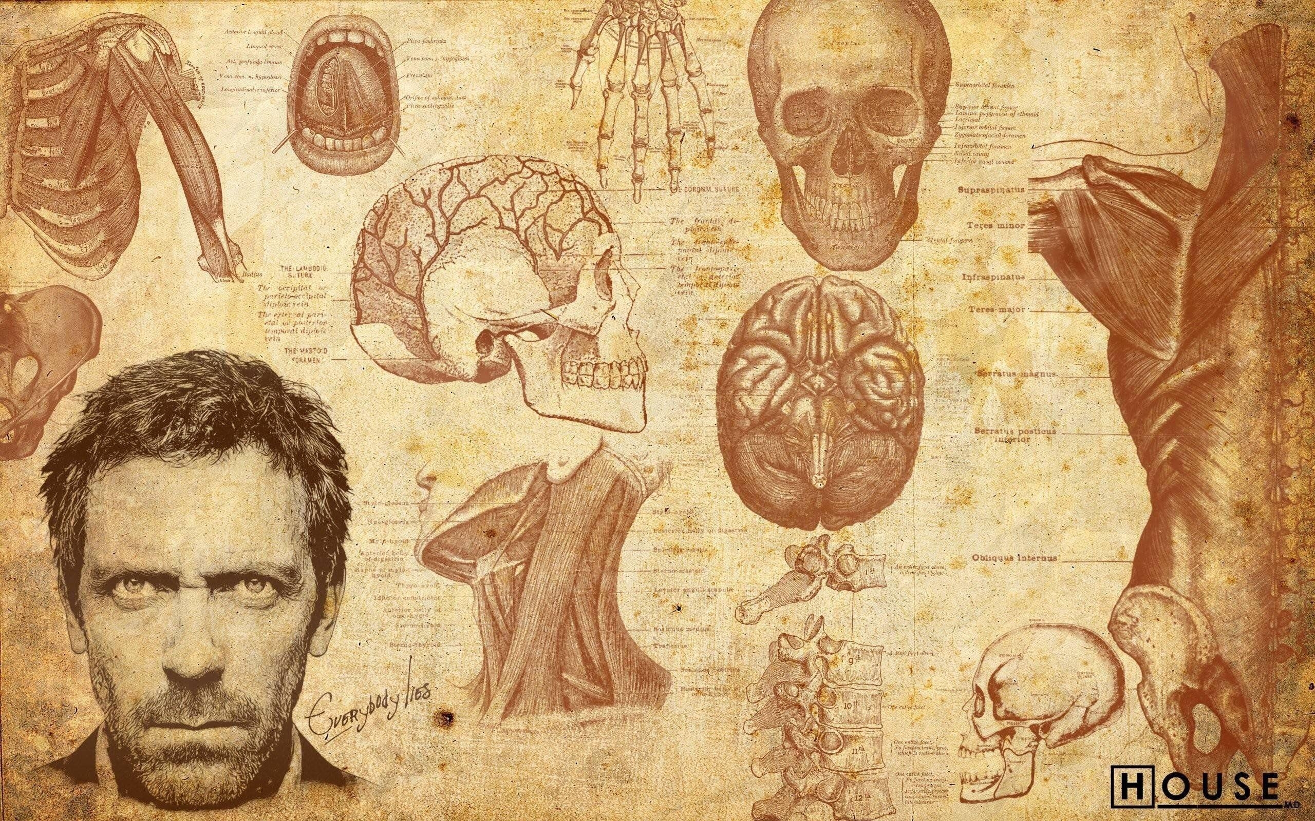 House MD, Cool, Hintergrund, TV-Serie, Hugh Laurie, 2560x1600 HD Desktop