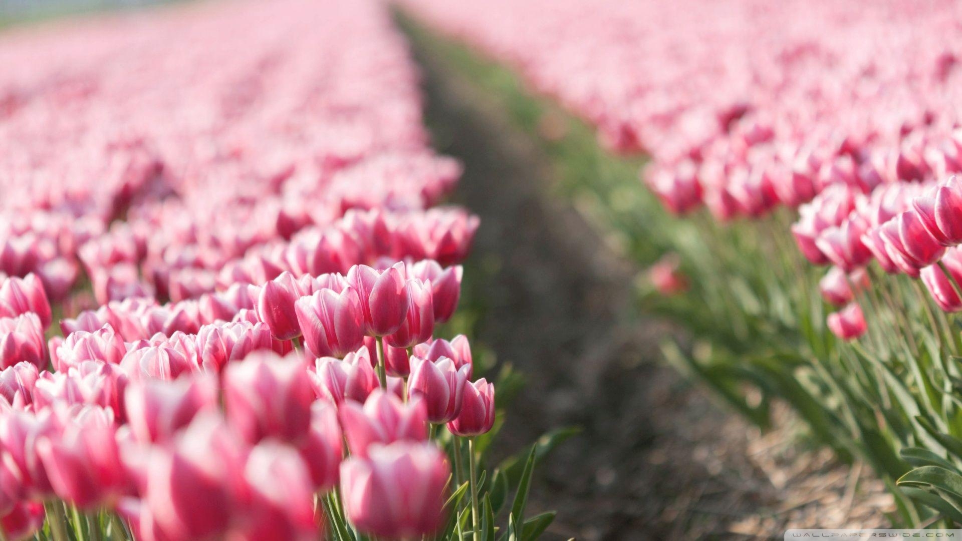 Tulpe Natur, rosa, Feld, 4K, Ultra-HD, 1920x1080 Full HD Desktop