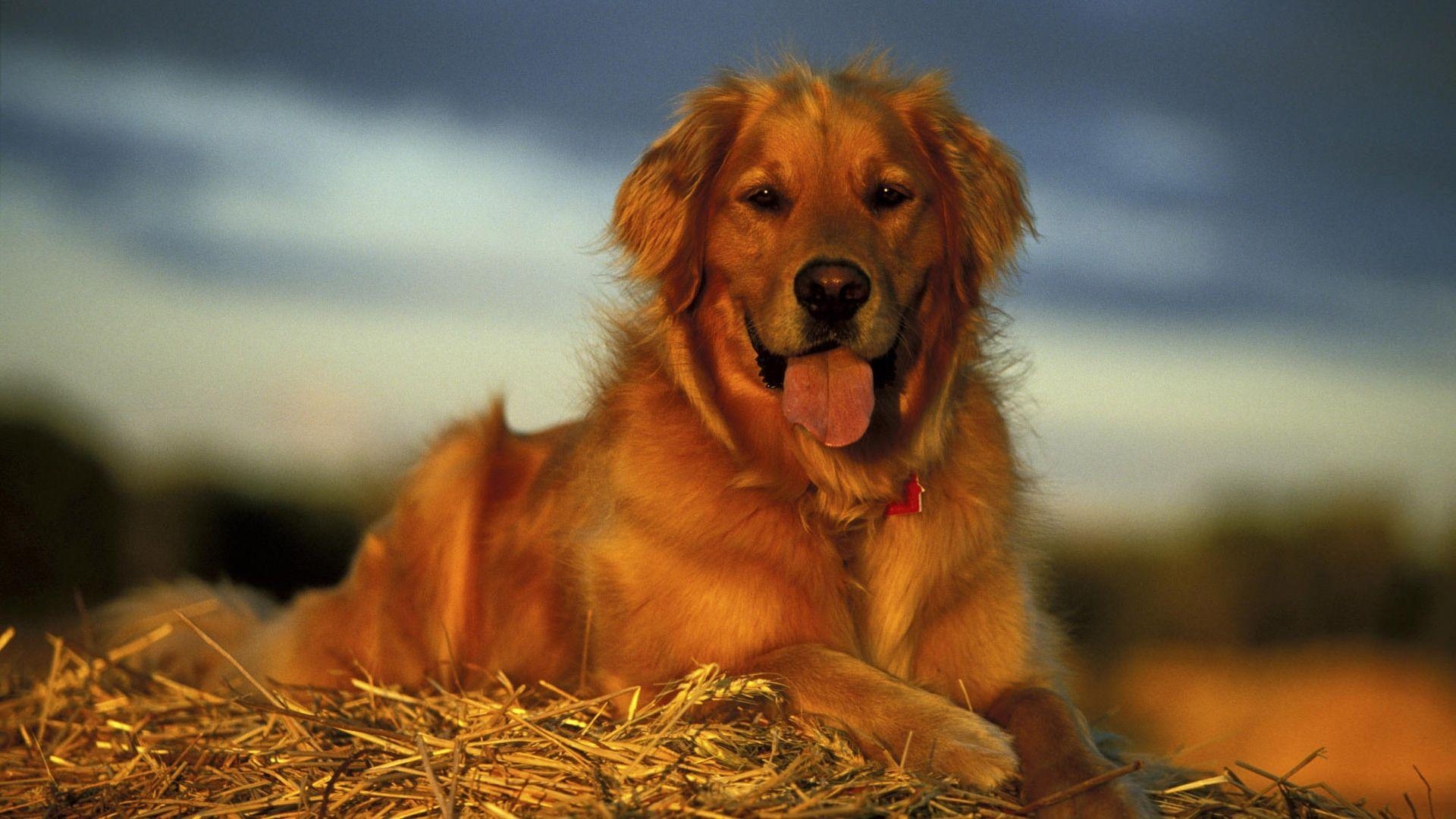 Golden Retriever, Hund, Liebe, Natur, Tier, 1920x1080 Full HD Desktop