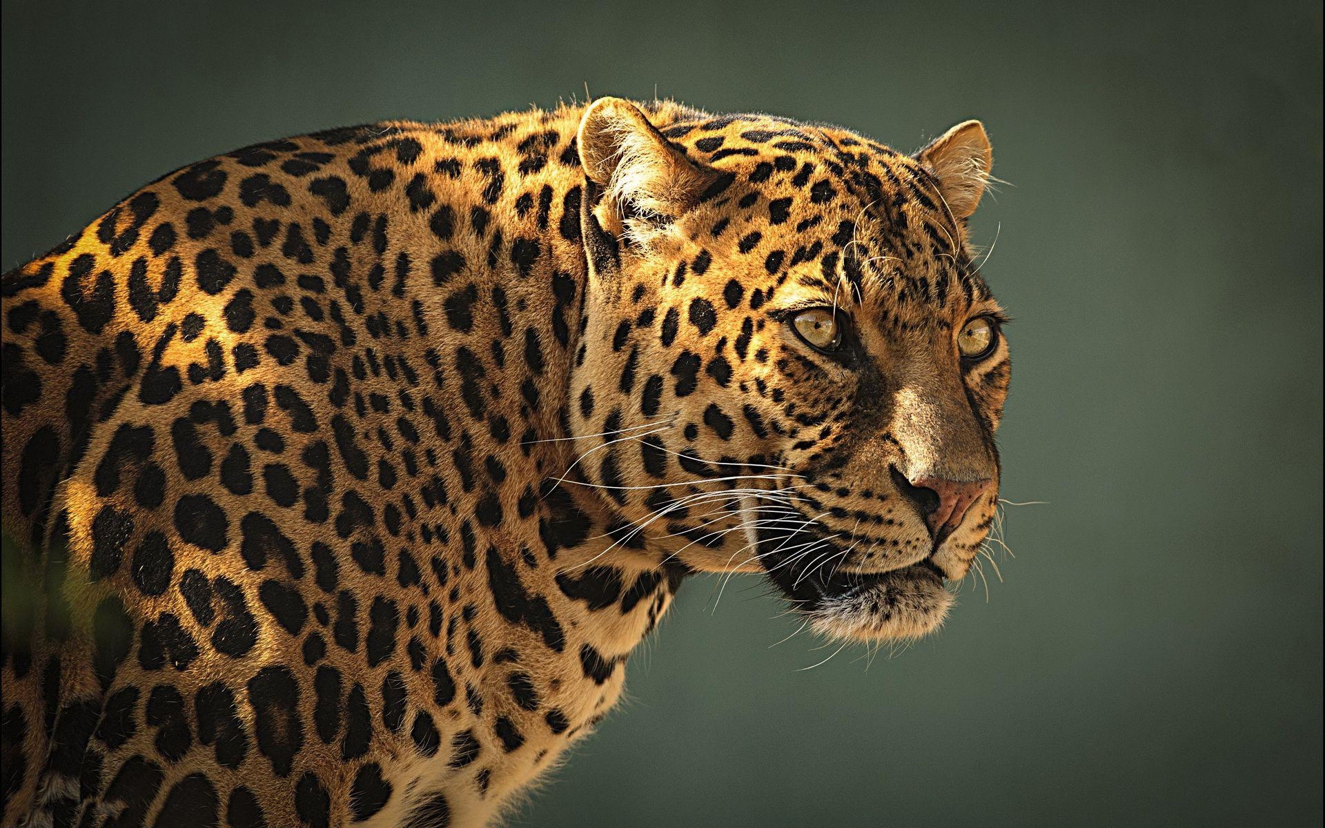 Leopard, Kostenlose Bilder, Tierwelt, HD Ansicht, 1920x1200 HD Desktop