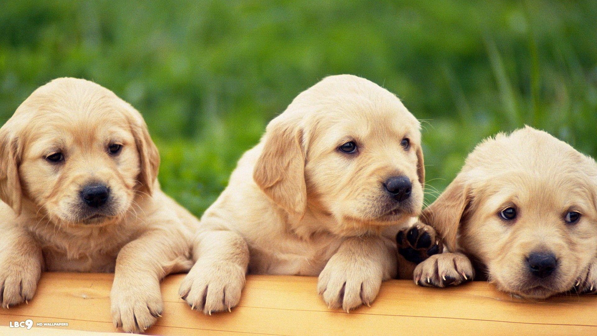 Labrador, Tier, Wallpaper, Hundebild, Haustiere, 1920x1080 Full HD Desktop