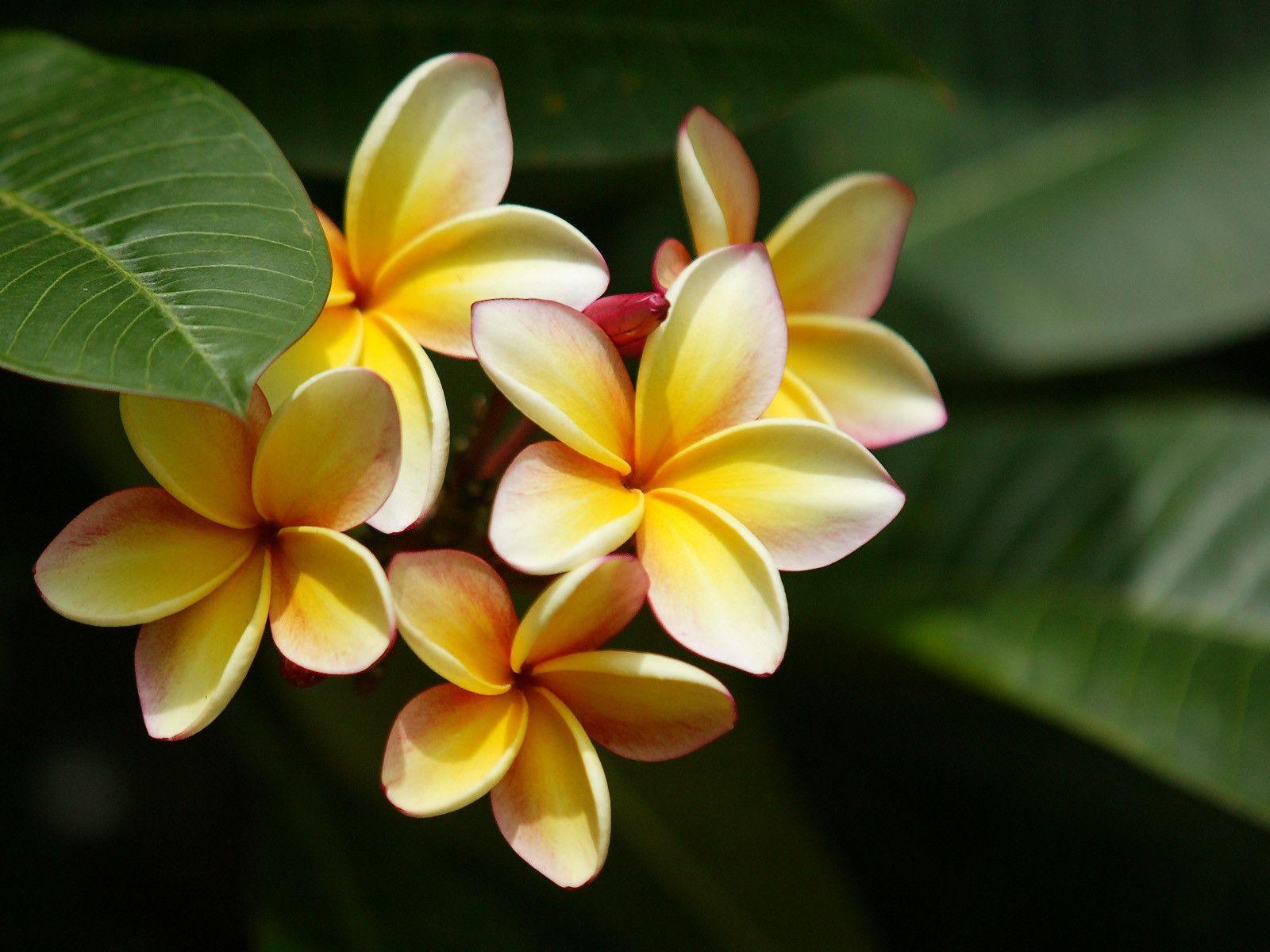 Plumeria, Tropisch, Natur, Blüte, Hintergrund, 1600x1200 HD Desktop