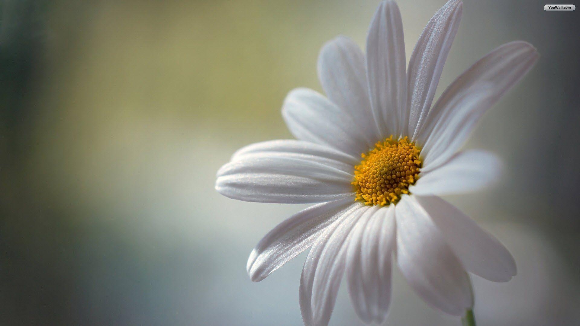 Gänseblümchen, Hintergrund, Niedlich, Adorabel, Natur, 1920x1080 Full HD Desktop