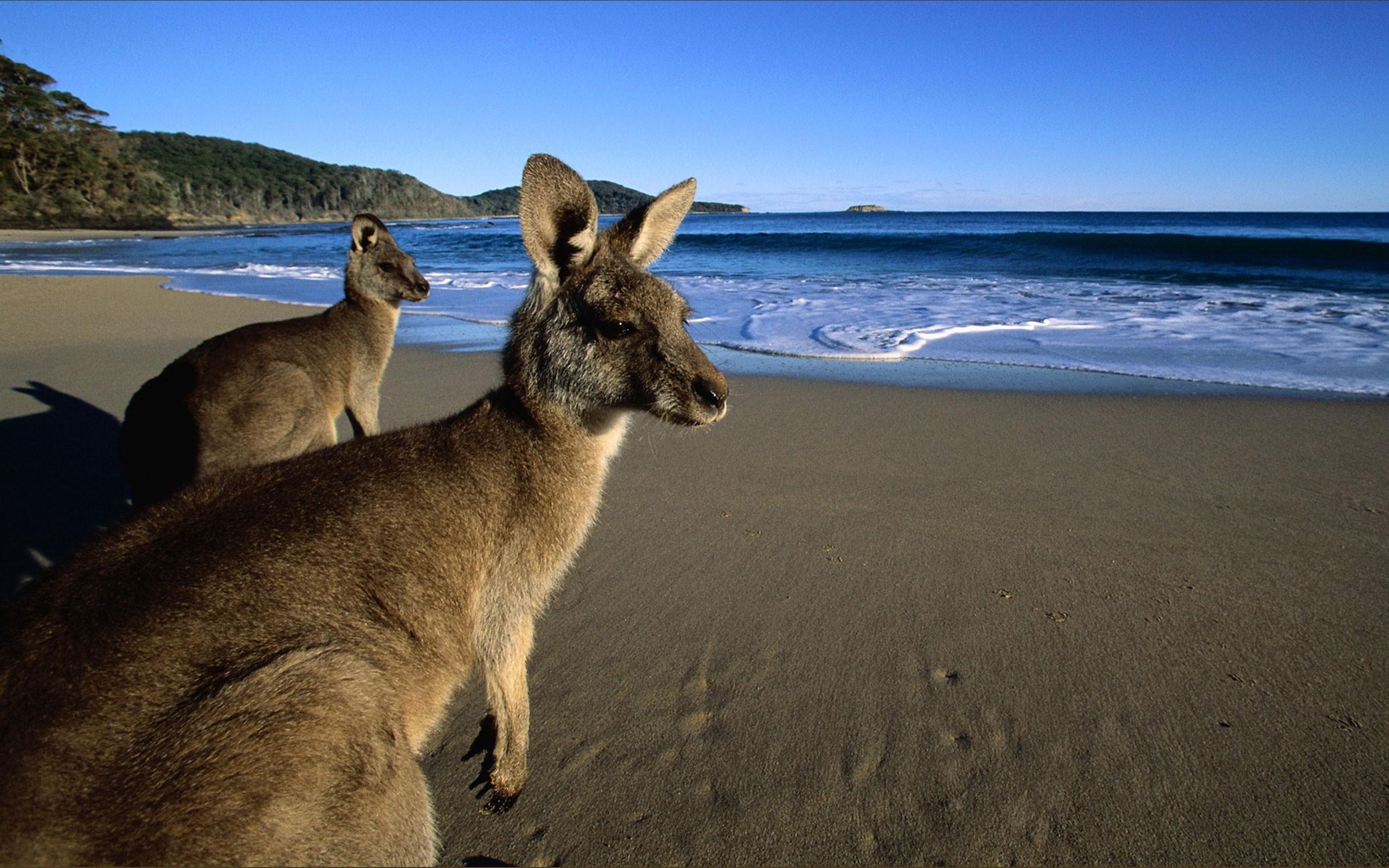 Känguru, HD, Top, 1600px, Australien, 2560x1600 HD Desktop