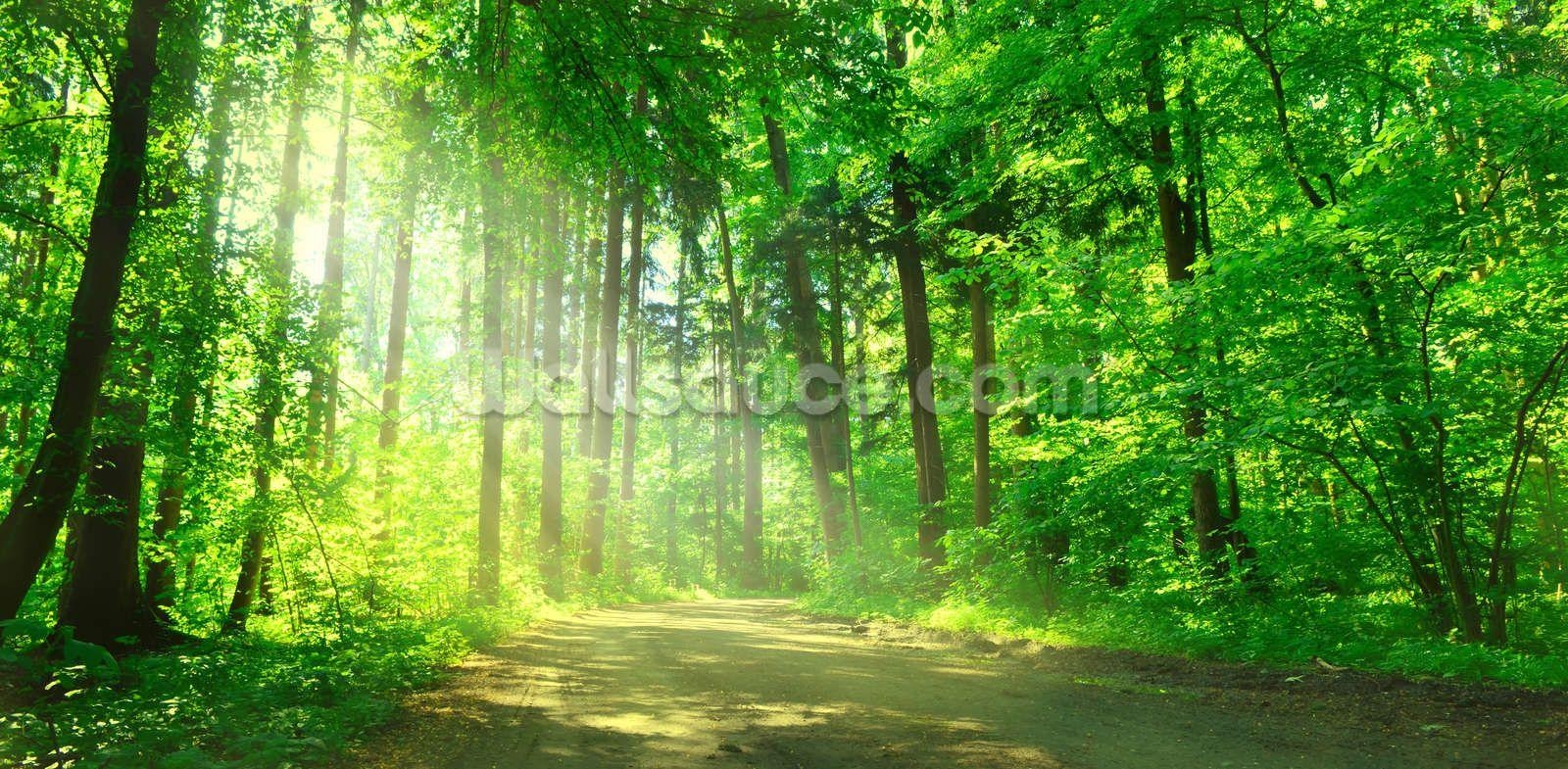 Wald, Pfad, Sonnenschein, Natur, Landschaft, 1600x790 Dual Screen Desktop