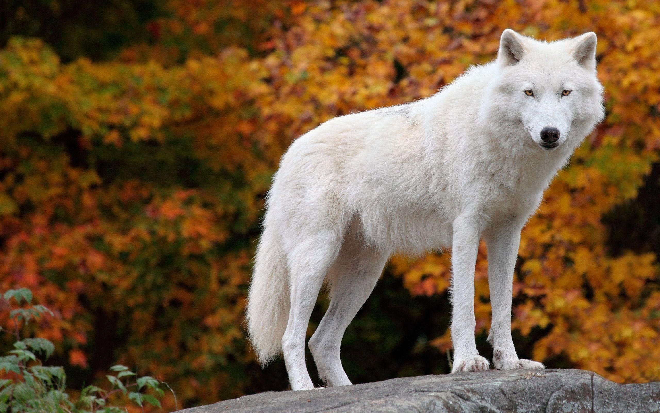 Arktischer Wolf, Schnee, Canis lupus, Natur, Hintergrund, 2560x1600 HD Desktop