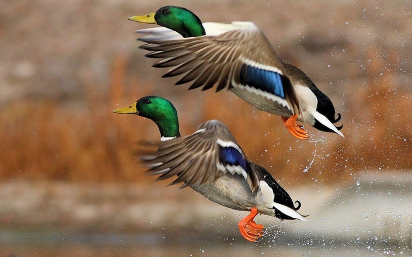 Ente, 13945 px, Tieraufnahme, Lebendig, Detail, 1440x900 HD Desktop