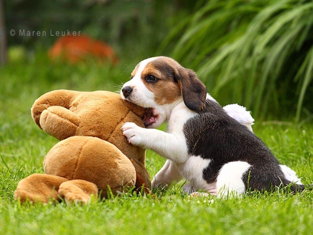 Beagle, Welpe, niedlich, Haustier, Hund, 1030x770 HD Desktop