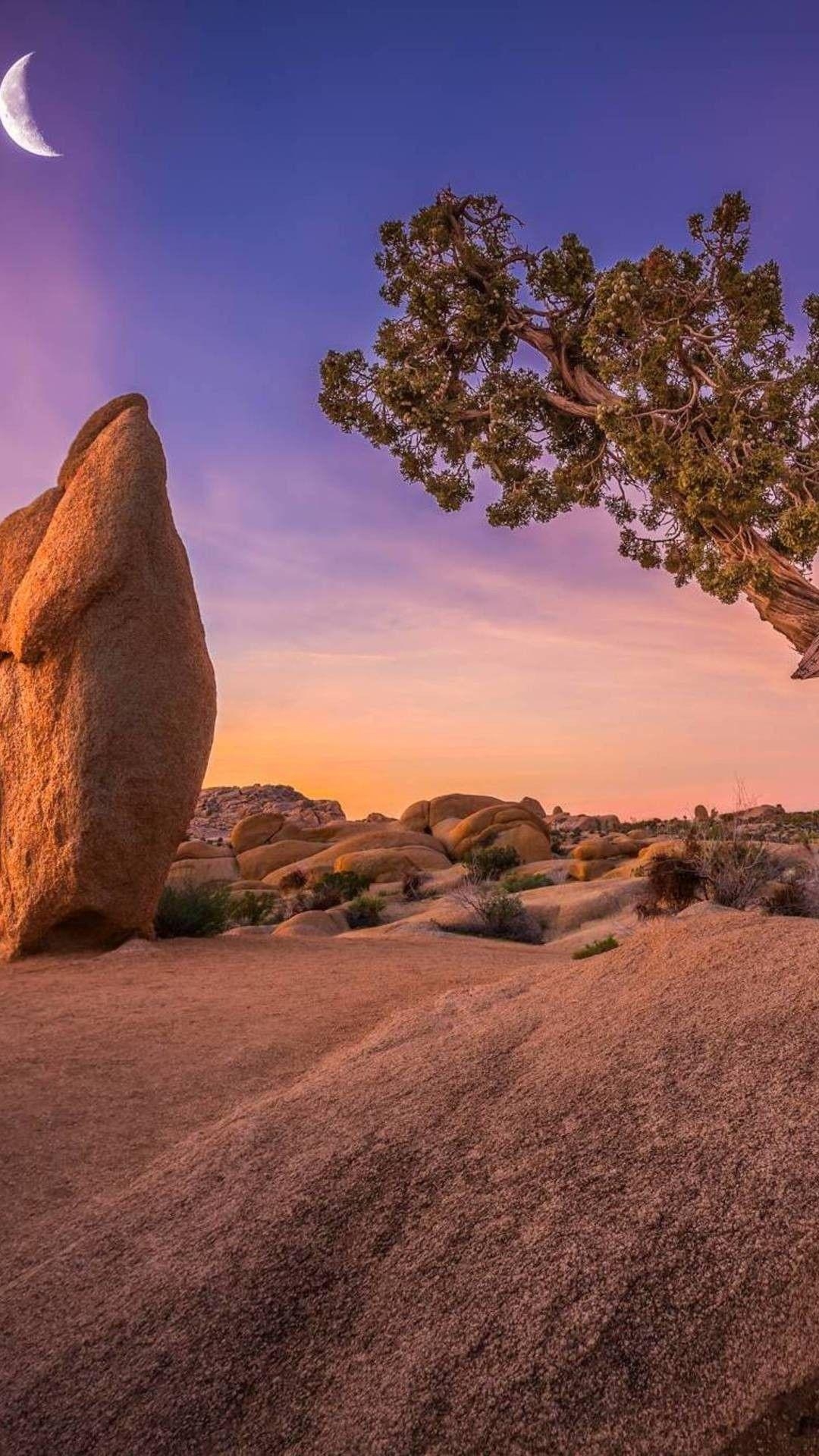 Joshua Tree, Nationalpark, Hintergrund, Kalifornien, Natur, 1080x1920 Full HD Handy