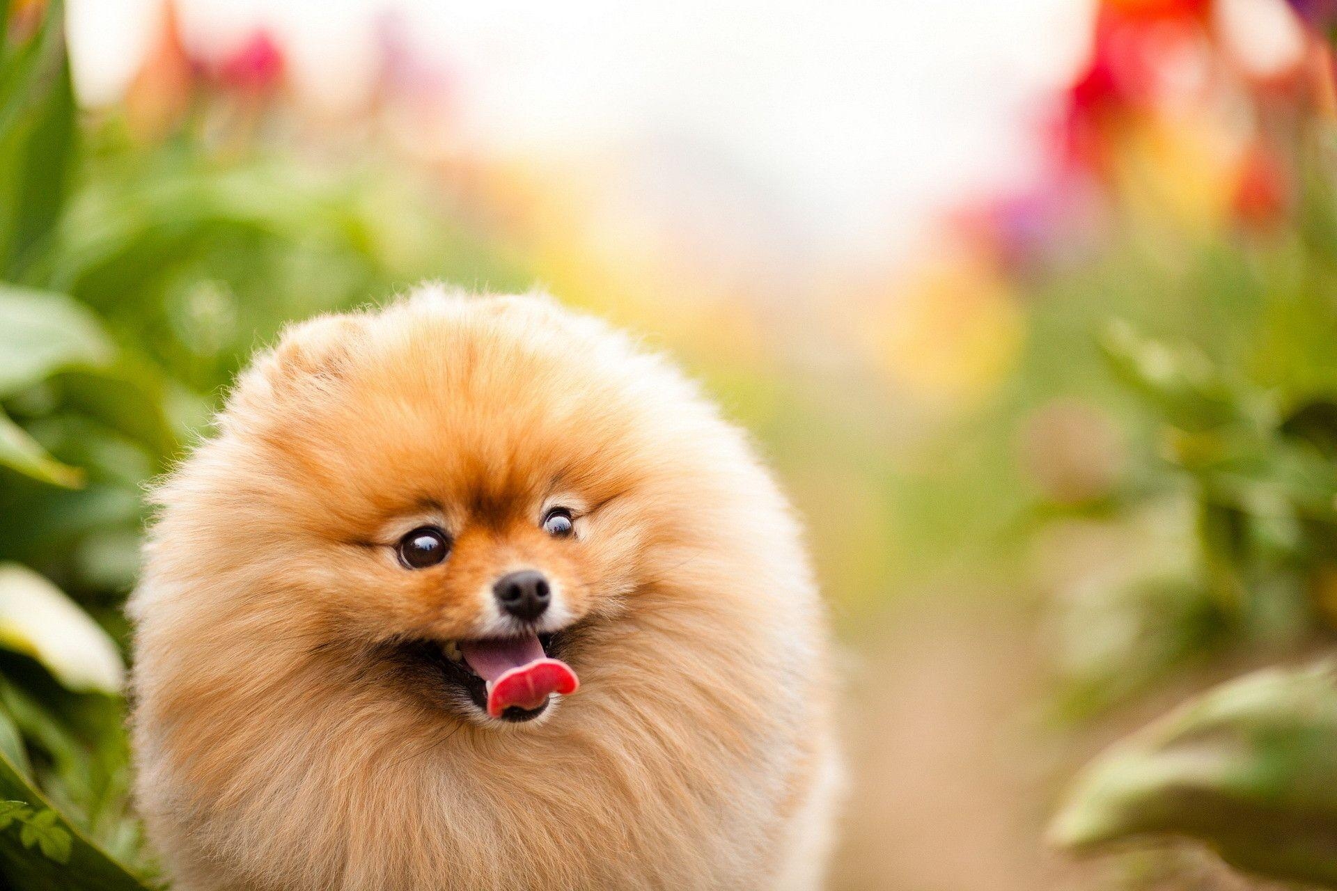 Pomeranian, Hintergrundbild, Hund, Tier, HD, 1920x1280 HD Desktop