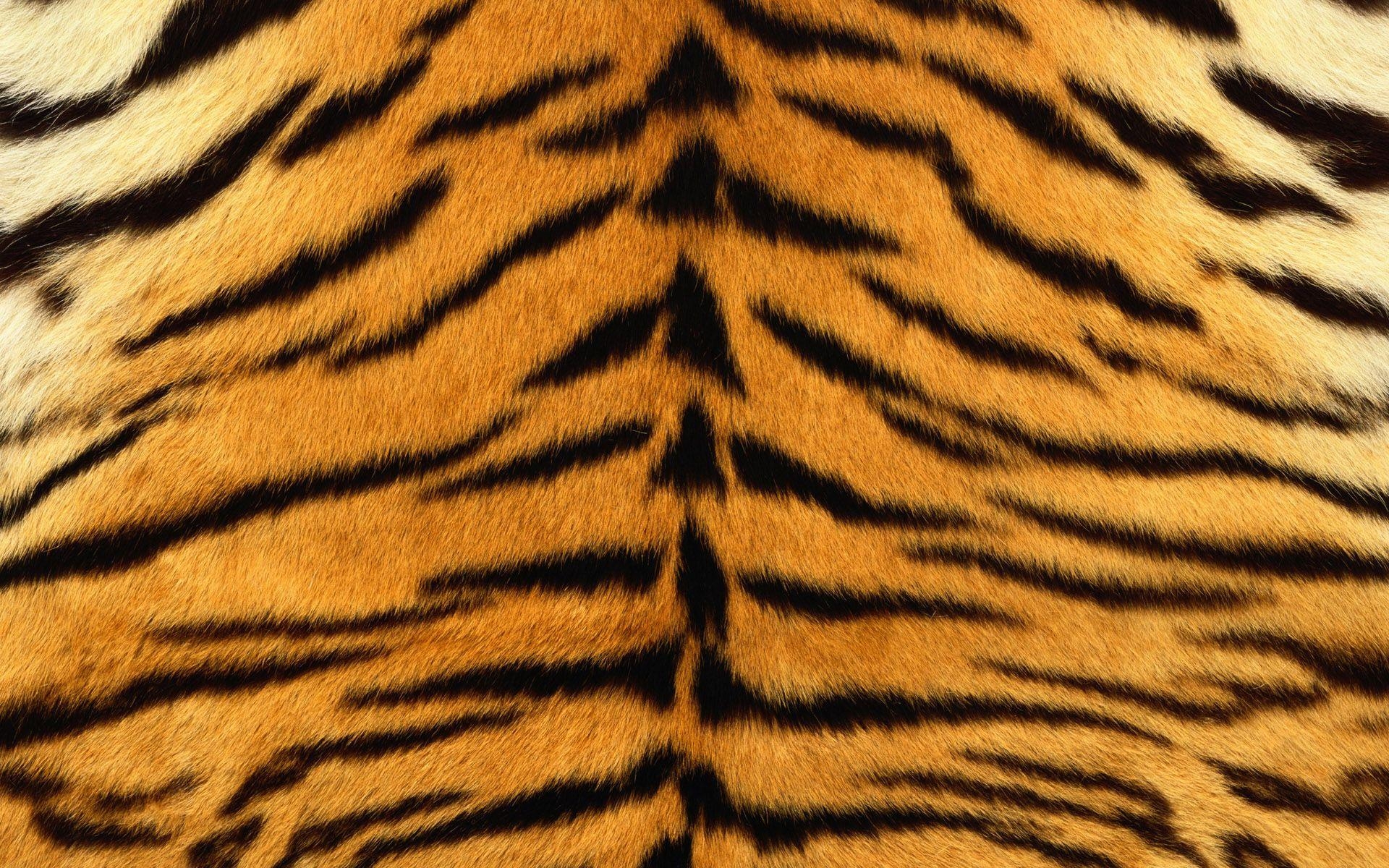 Tigerpelz, Wildtier, Muster, Textur, Exotisch, 1920x1200 HD Desktop