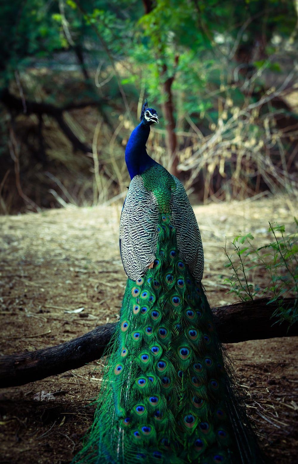 Männlicher Pfau, Foto, Grün und Blau, Vogel, Farben, 1000x1560 HD Handy