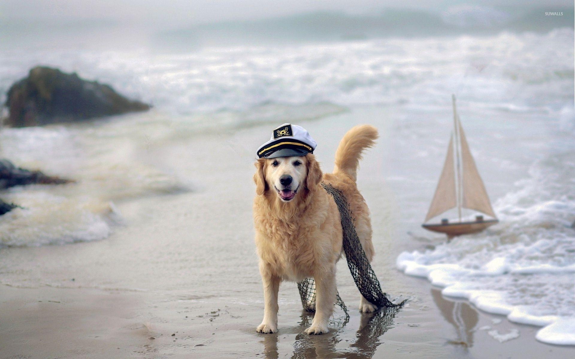 Goldener Retriever, Seefahrer, Hund, Bild, Hintergrund, 1920x1200 HD Desktop