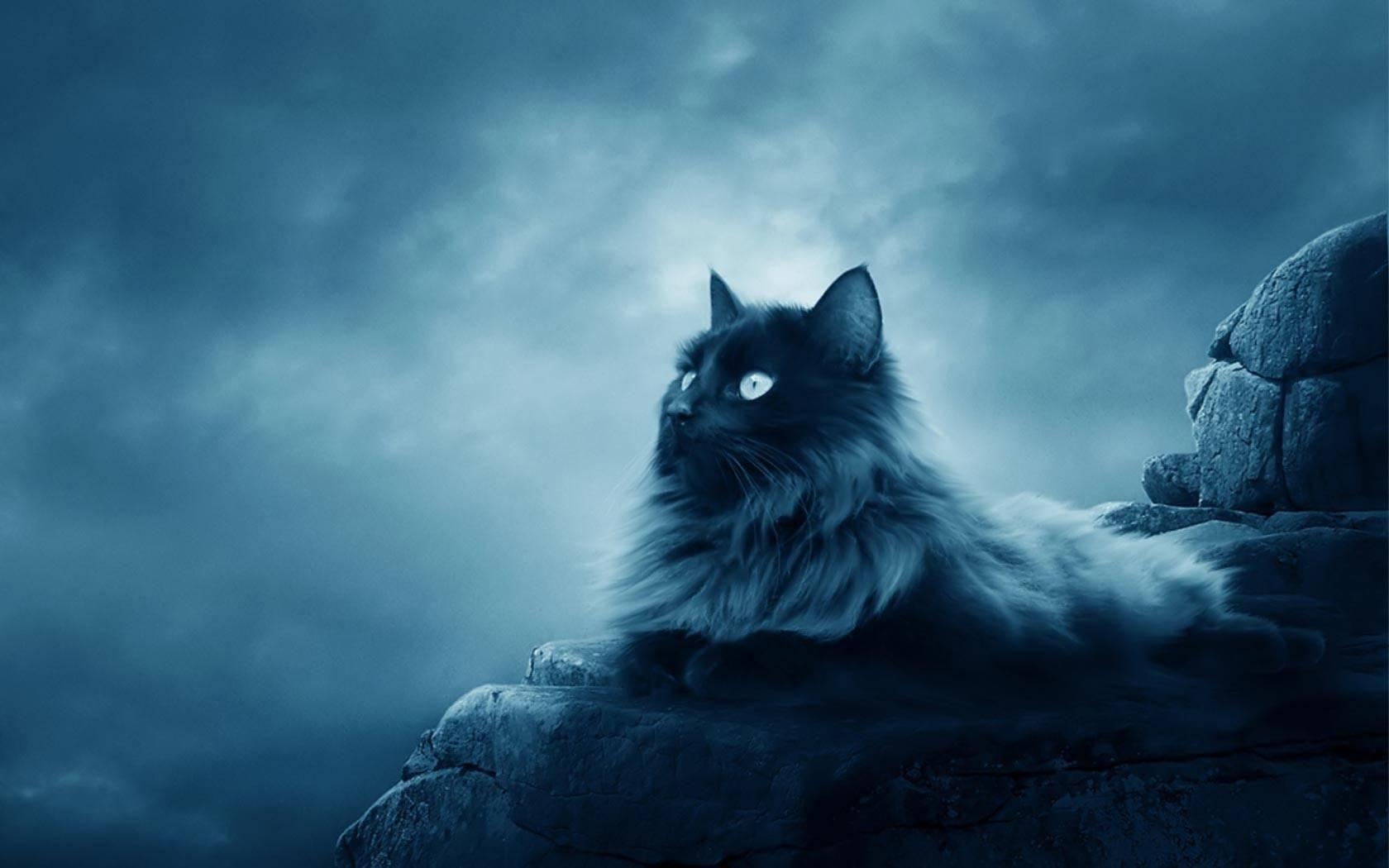 Maine Coon, HD, Hintergrund, Download, Tiere, 1680x1050 HD Desktop