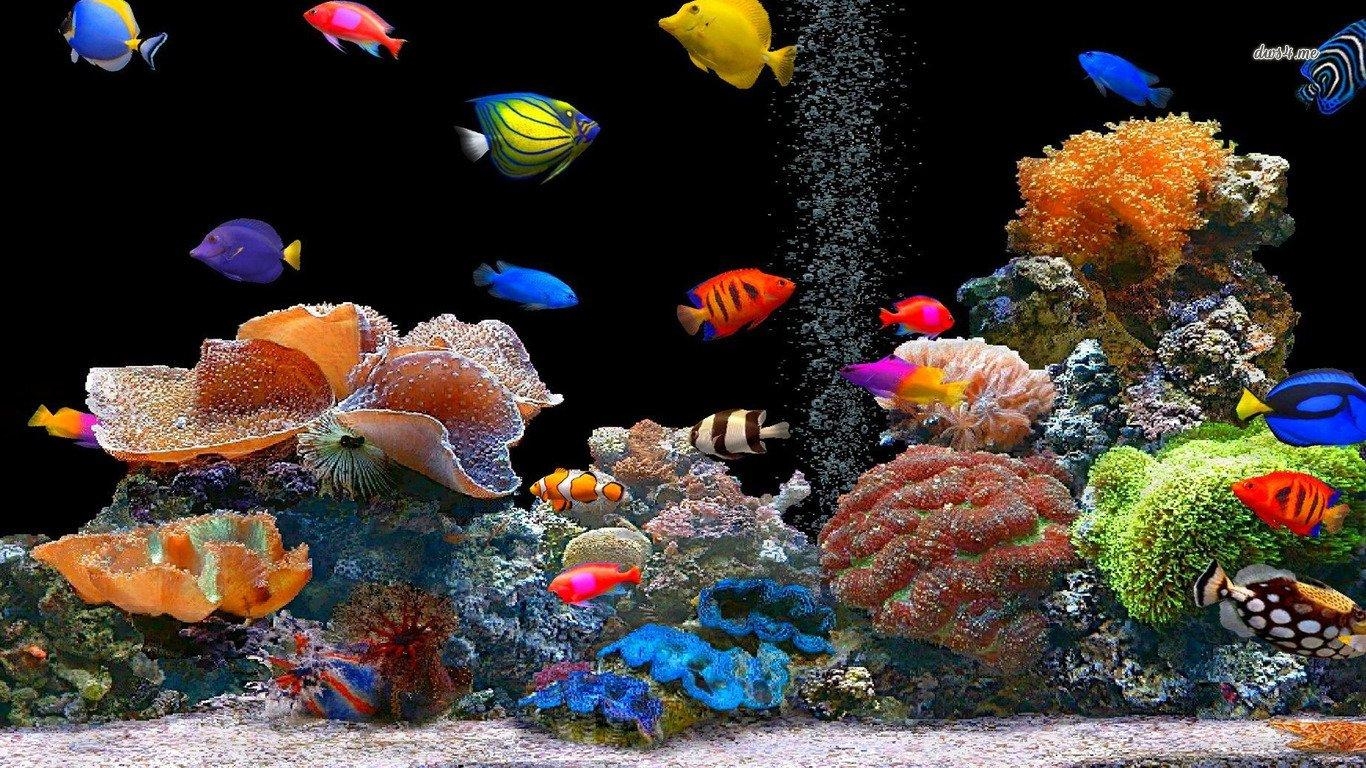 Fisch, Bild, 768, HD, Meer, 1370x770 HD Desktop