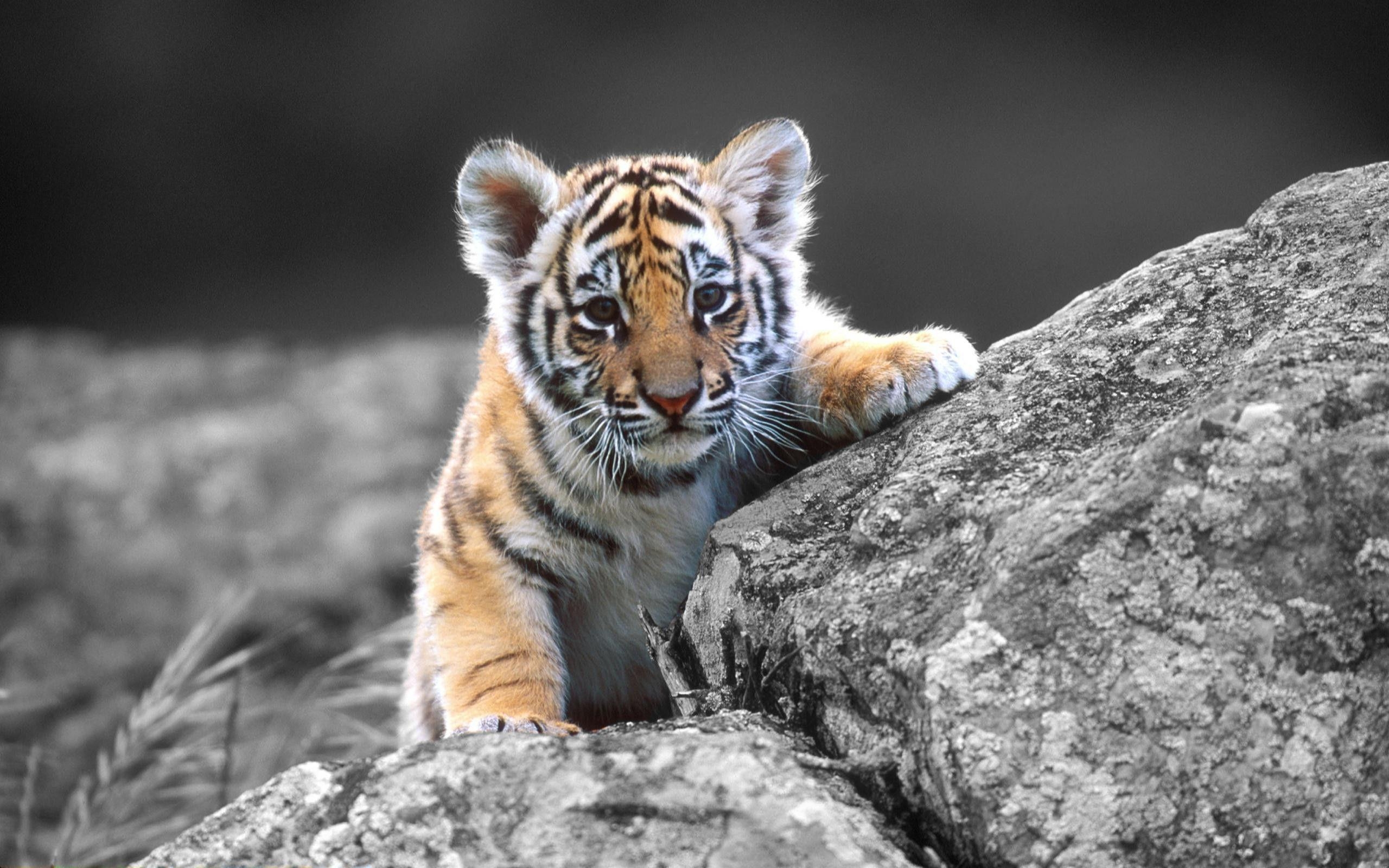 Tiger Baby, Tapete, Wild, Tiere, Natur, 2560x1600 HD Desktop