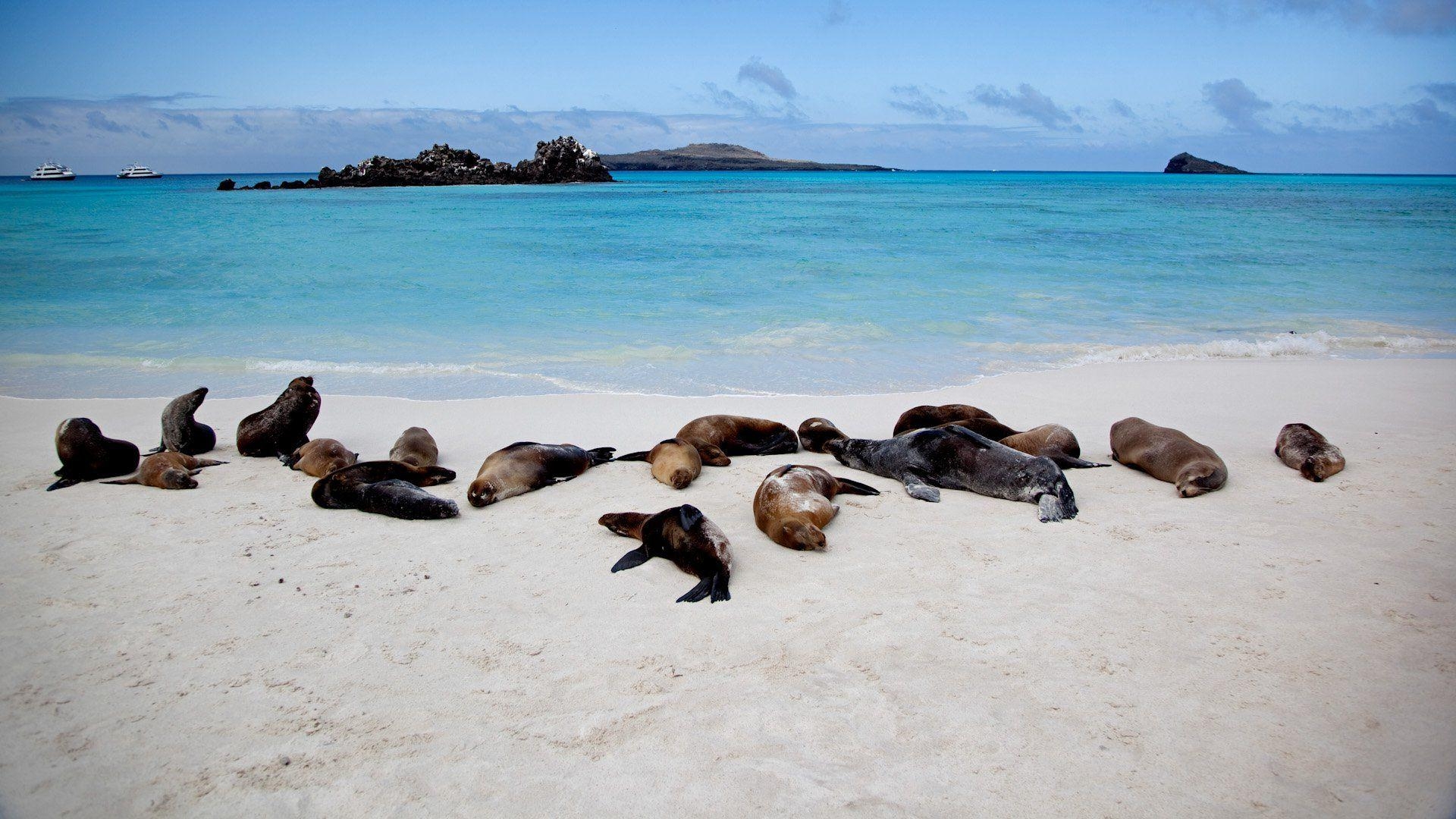 Galapagos Inseln, Beste, Besuch, Natur, Reisen, 1920x1080 Full HD Desktop