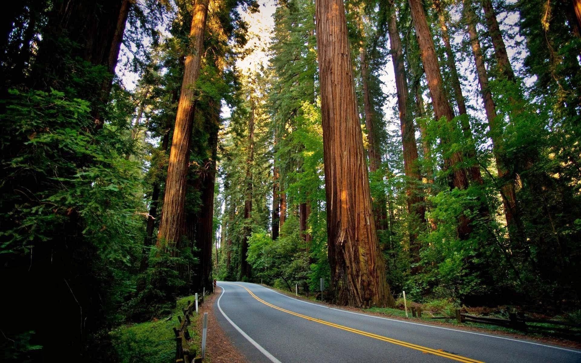 Redwood Wald, Naturkulisse, Kalifornien, Entdecken, Bäume, 1920x1200 HD Desktop