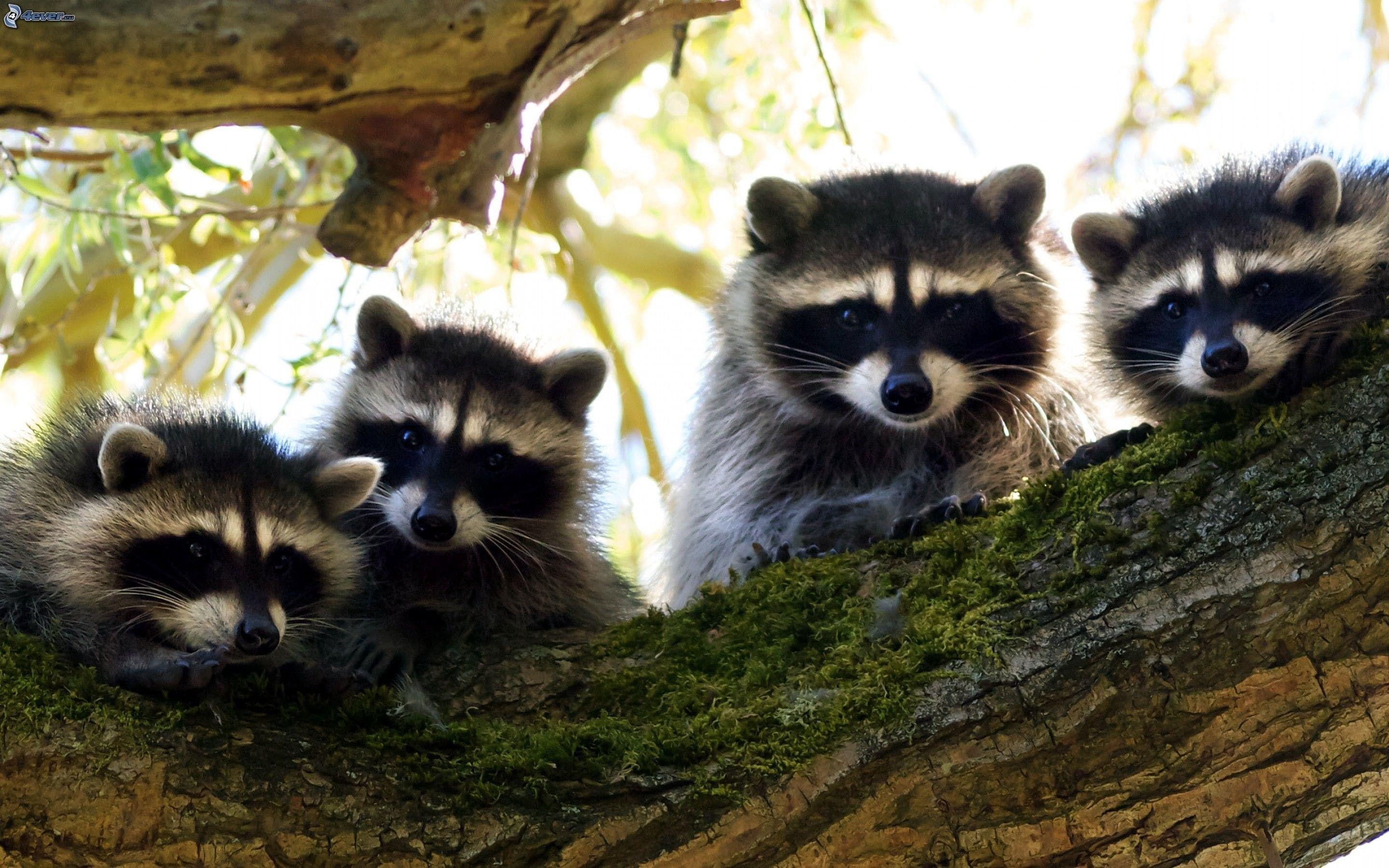 Waschbär Bild, HD, Tiere, Natur, Hintergrund, 2880x1800 HD Desktop