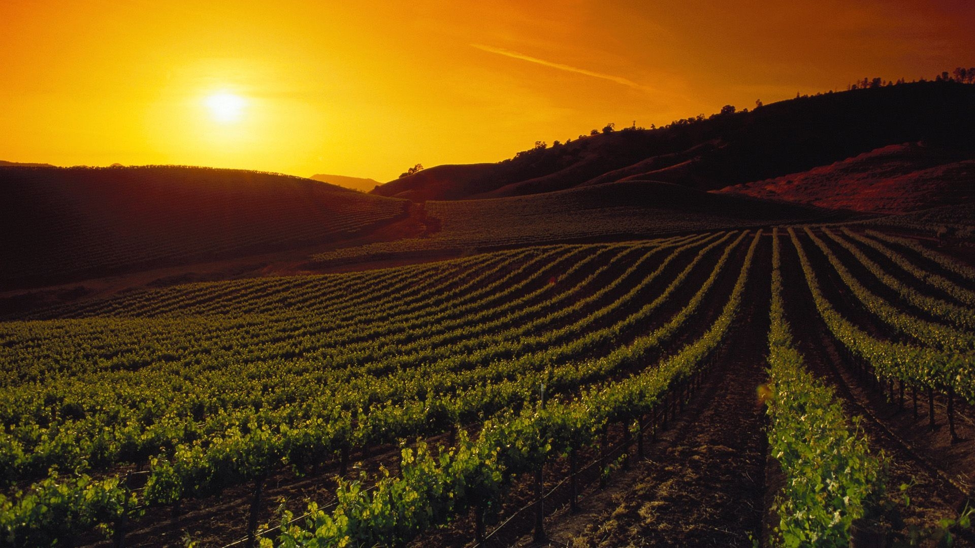 Napa Valley, Weinberge, Sonnenuntergang, Kalifornien, Reisen, 1920x1080 Full HD Desktop