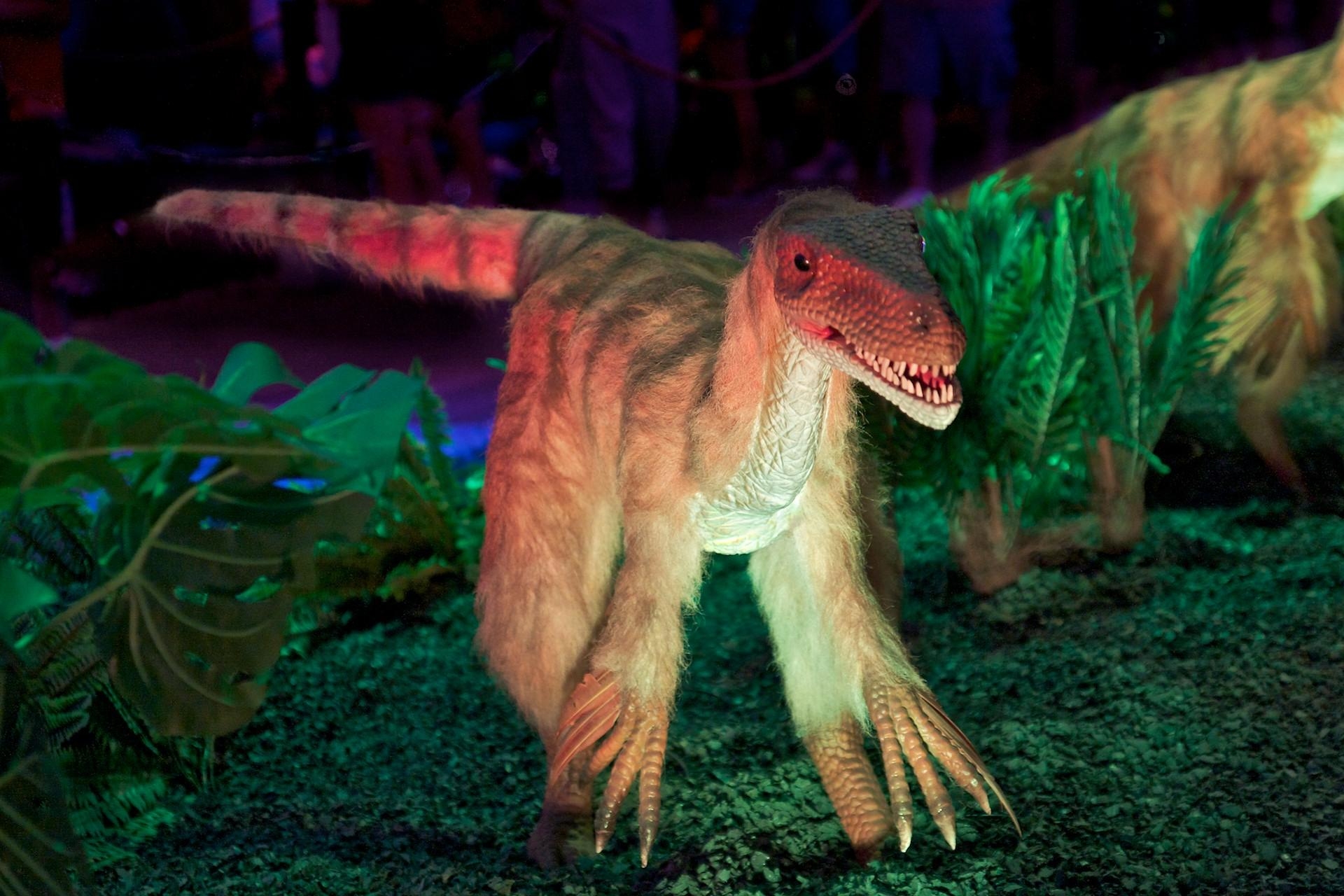 Velociraptor, Dinosaurier, Desktop, Hintergrund, Urzeit, 1920x1280 HD Desktop