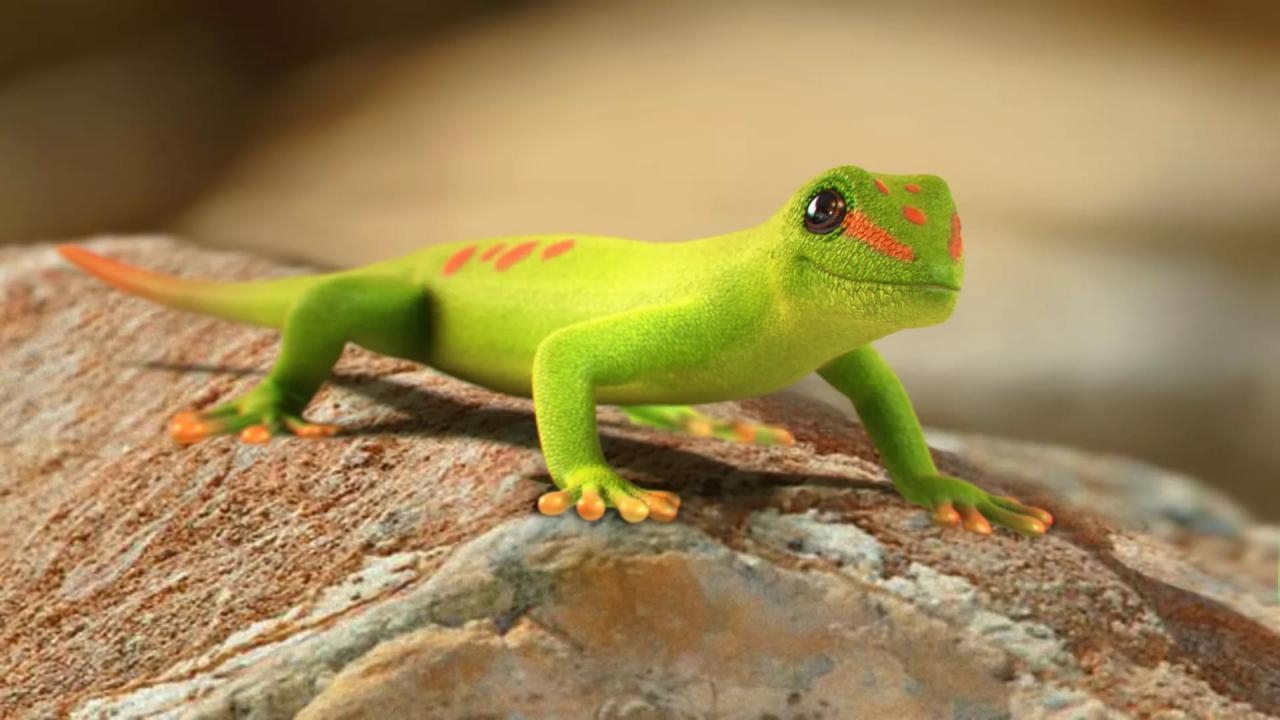 Gecko, HD, Android, Tiere, Hintergrund, 1280x720 HD Desktop