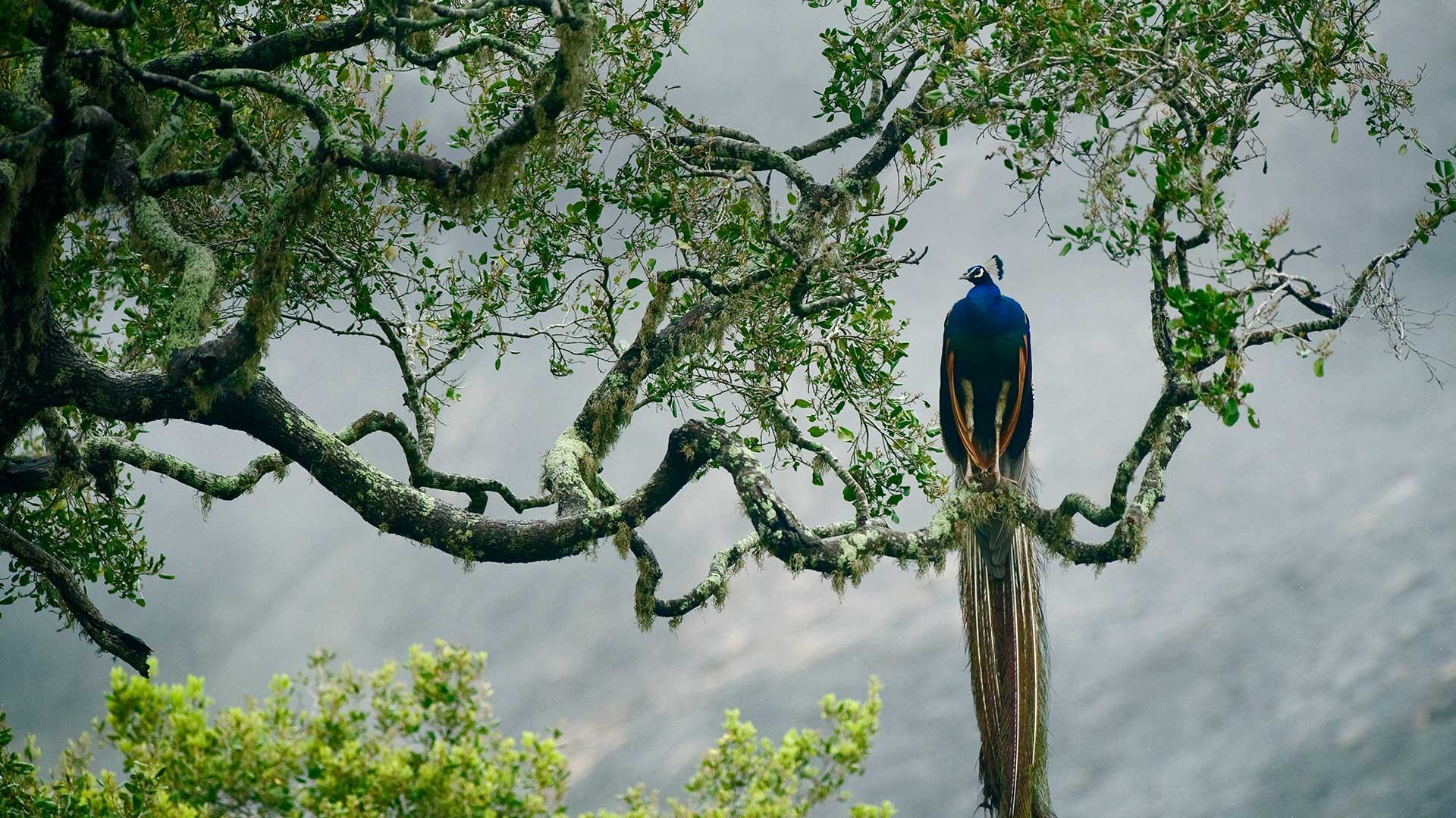 Sri Lanka, Insel, Kultur, Natur, Reisen, 1920x1080 Full HD Desktop