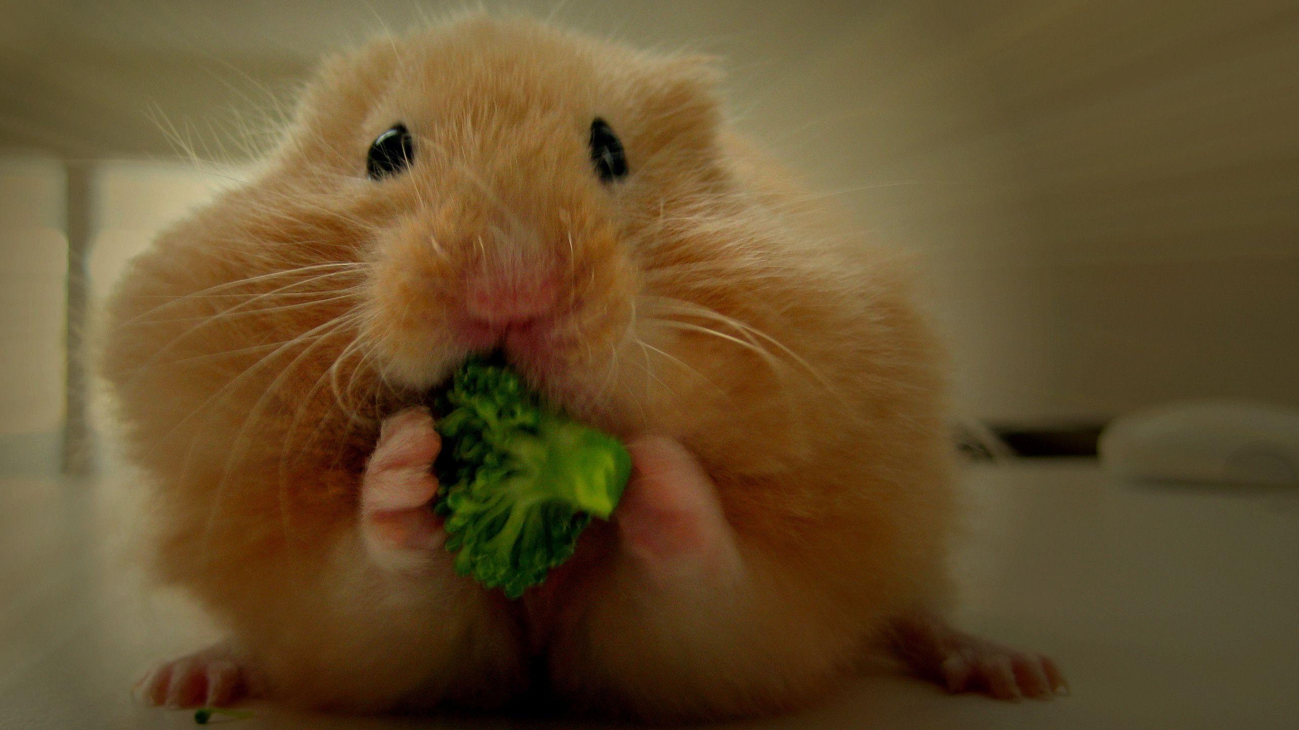 Hamster, HD, Z265L9, Tierbild, Hintergrund, 2560x1440 HD Desktop