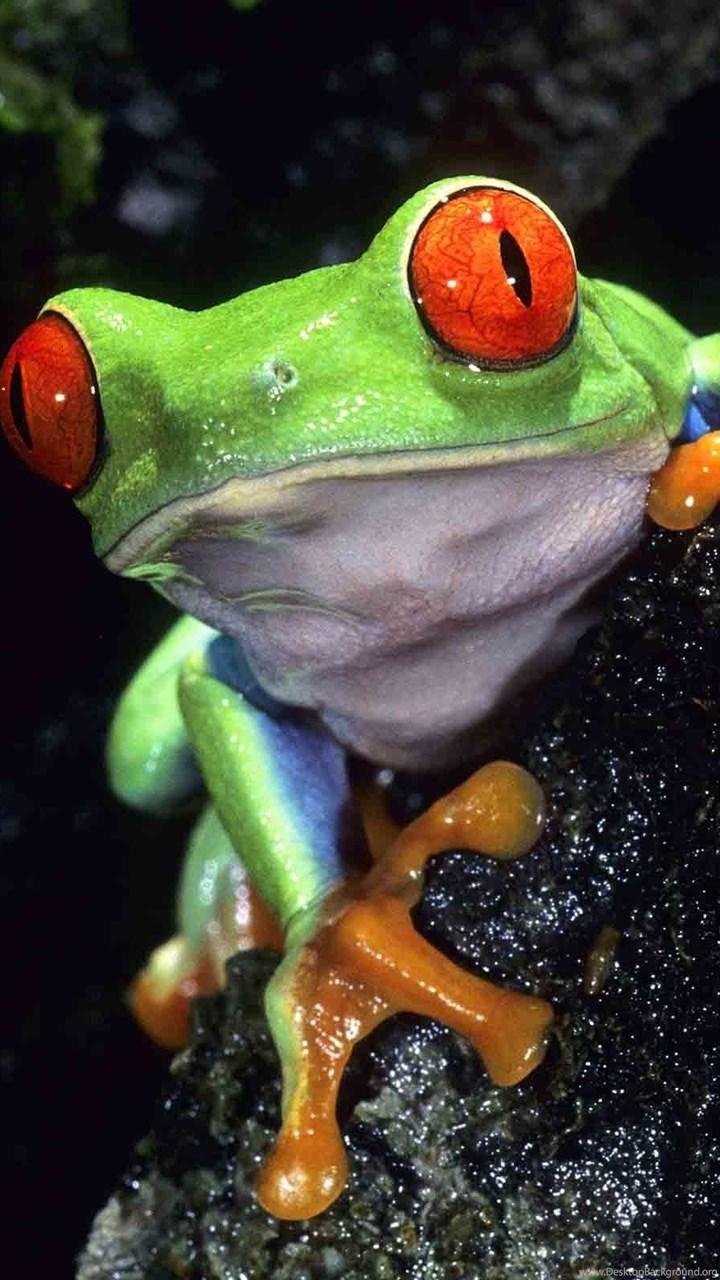 Frosch, Breitbild, Desktop, Hintergrund, Natur, 720x1280 HD Handy