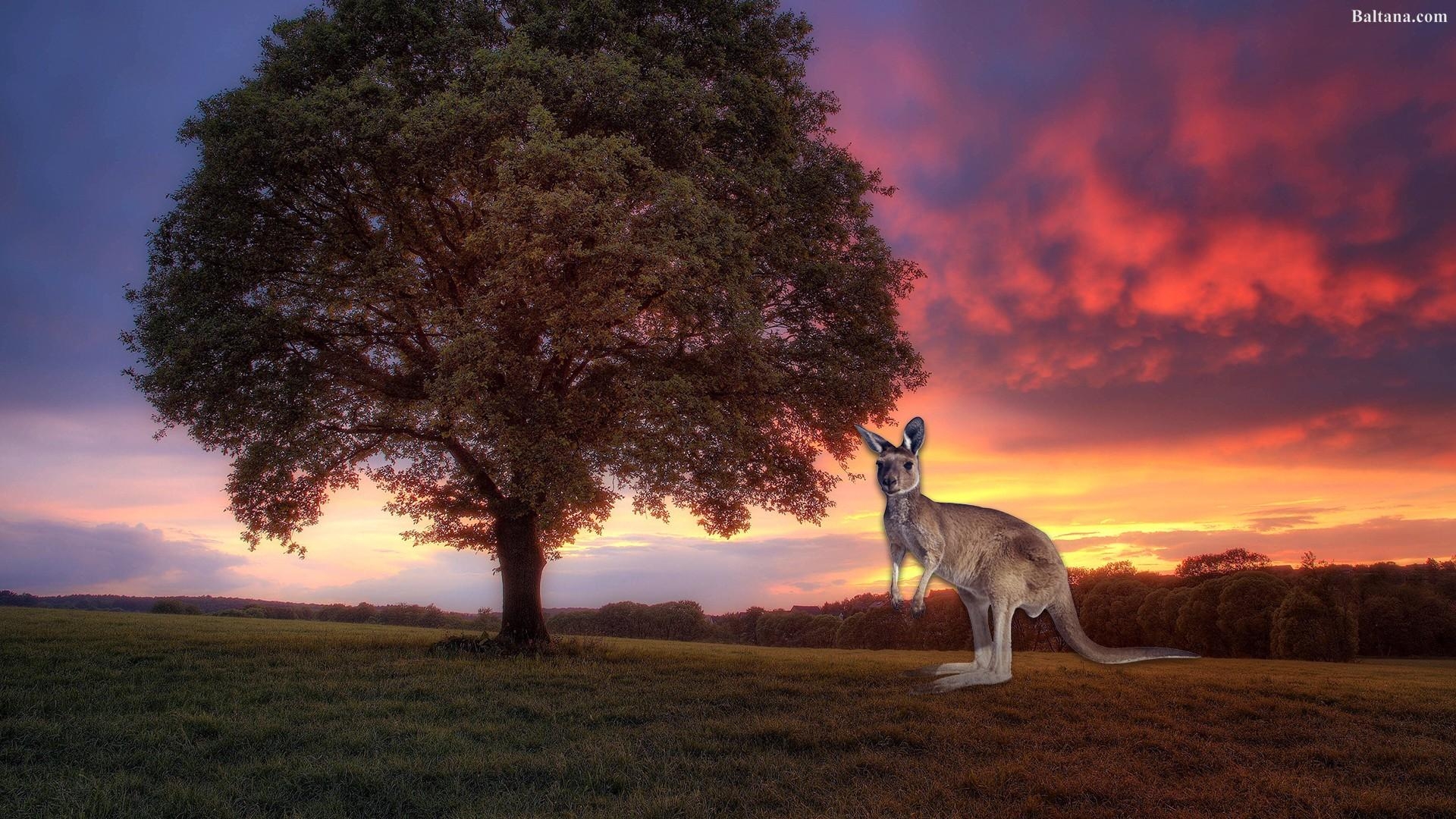 Känguru, HD, Bild, Kostenlos, Australien, 1920x1080 Full HD Desktop