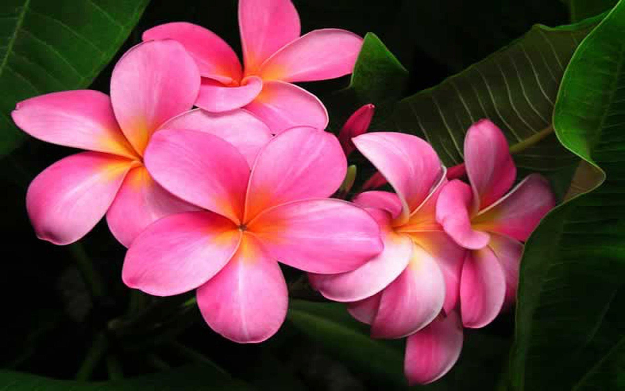 Plumeria, Blumen, Rosa, Natur, Wallpaper, 2560x1600 HD Desktop