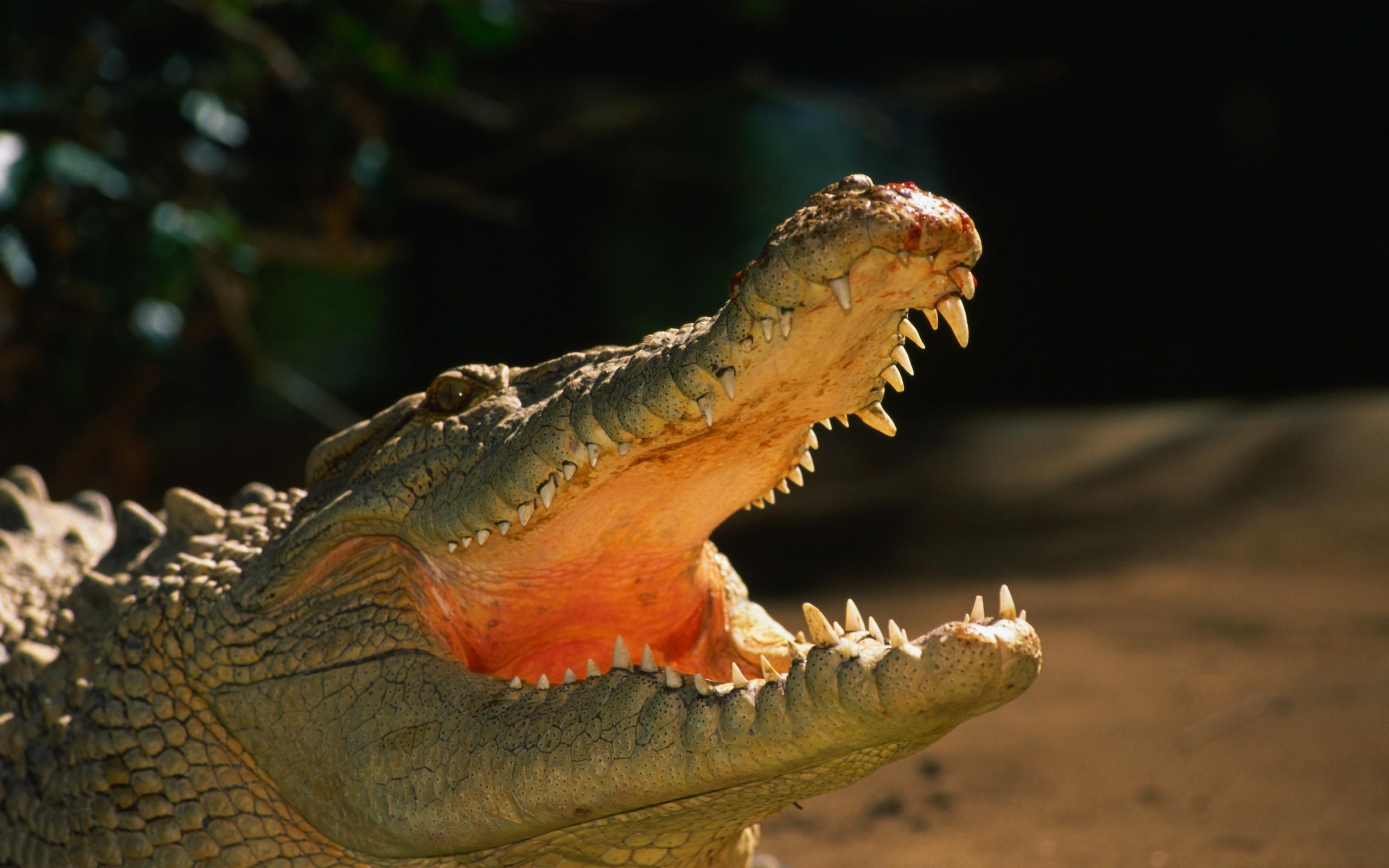 Alligator, HD Bild, Hintergrund, Reptil, Tiere, 2560x1600 HD Desktop