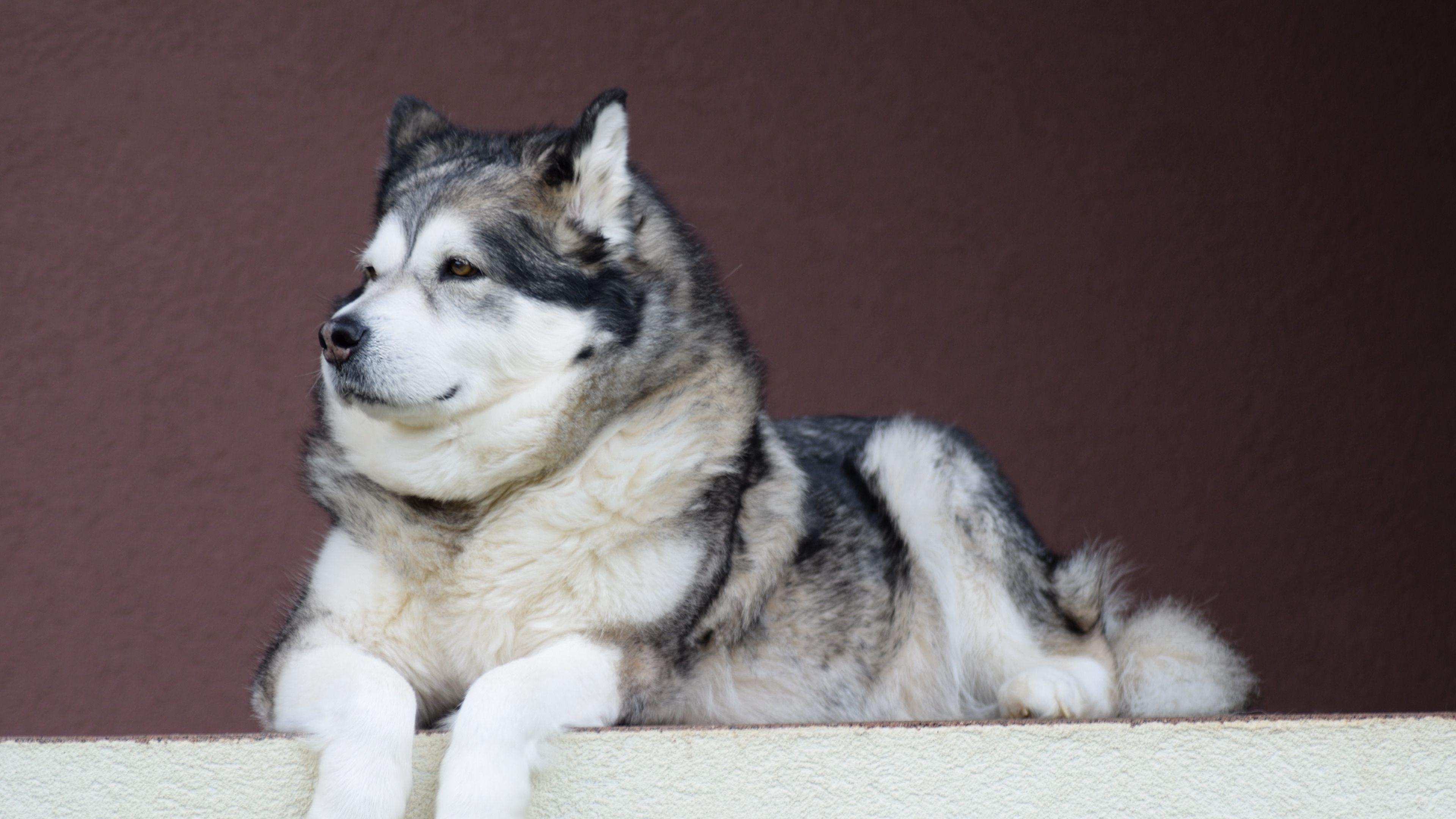 Alaskan Malamute, Hund, Download, Tier, HD, 3840x2160 4K Desktop