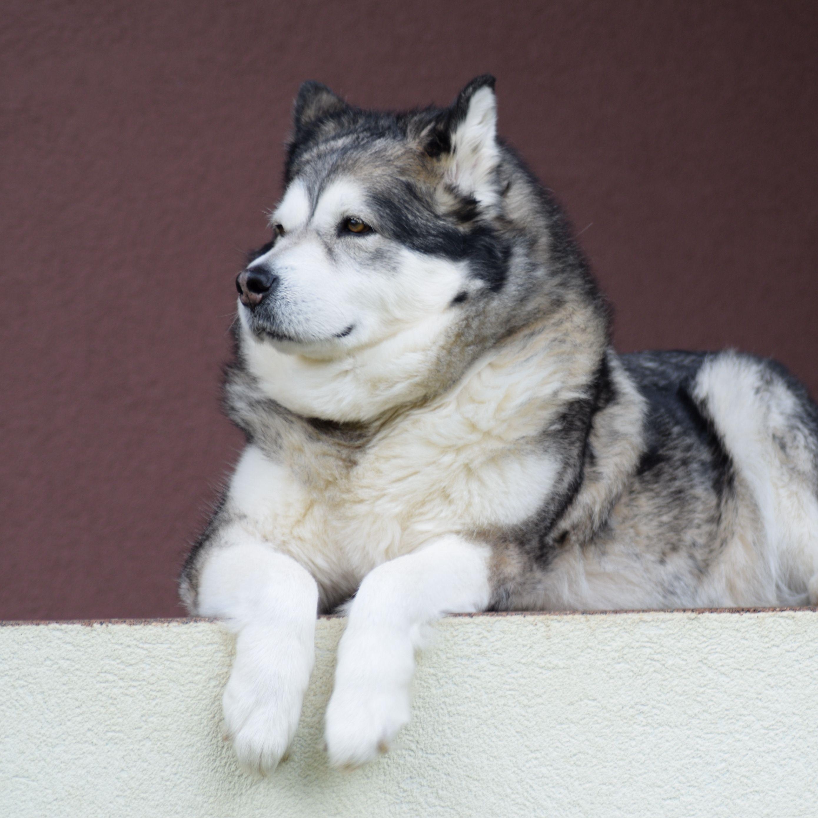 Download, Hintergrundbilder, Alaskan Malamute, Hund, Fotografie, 2780x2780 HD Handy