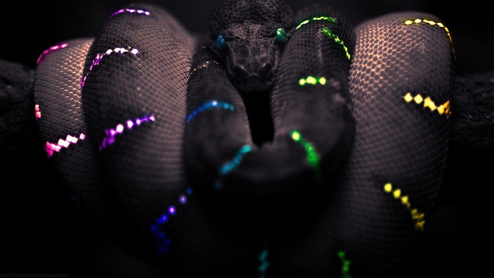 Bunte Boa Constrictor, HD, Tierbilder, Schlange, Design, 1920x1080 Full HD Desktop