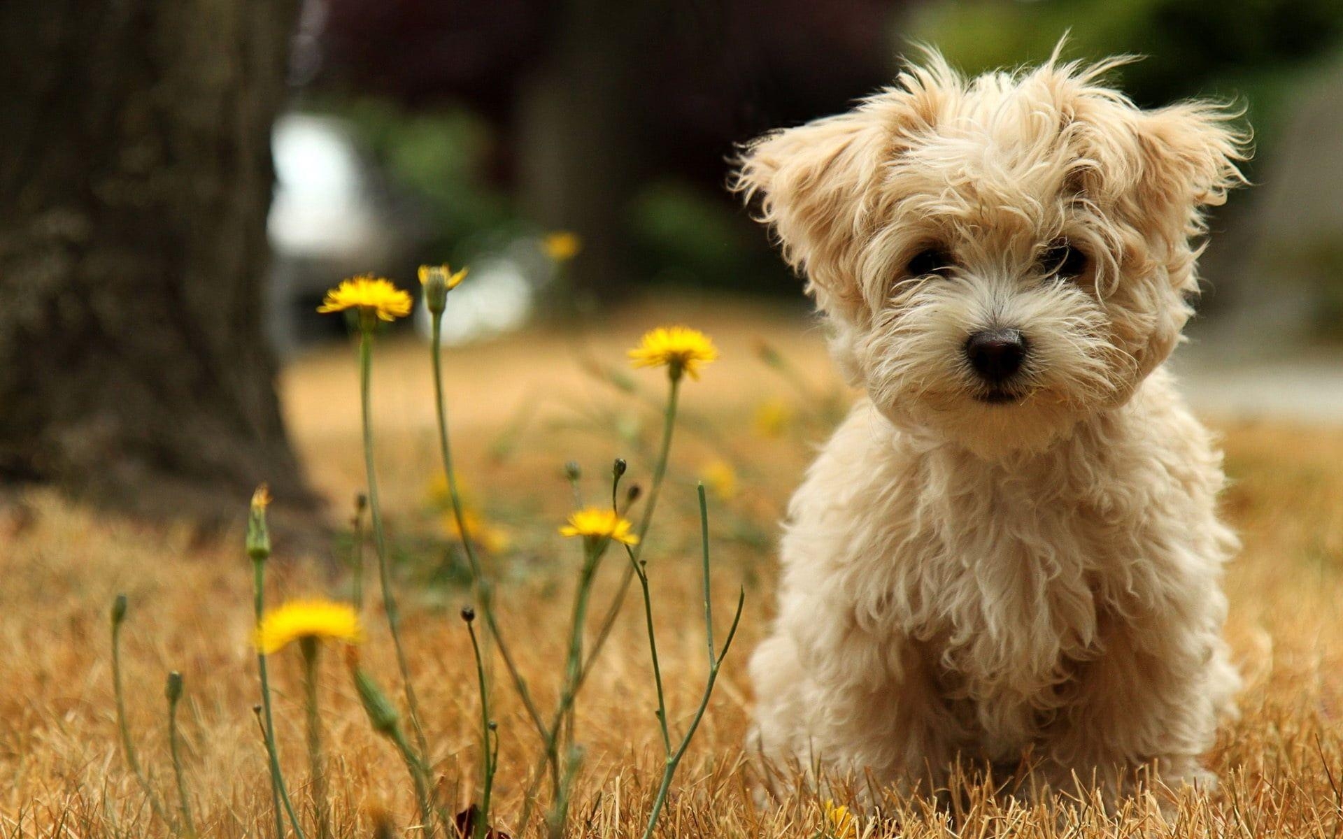 Erwachsener Yorkshire, Terrier, makellos, beständig, pelzige Begleiter, 1920x1200 HD Desktop