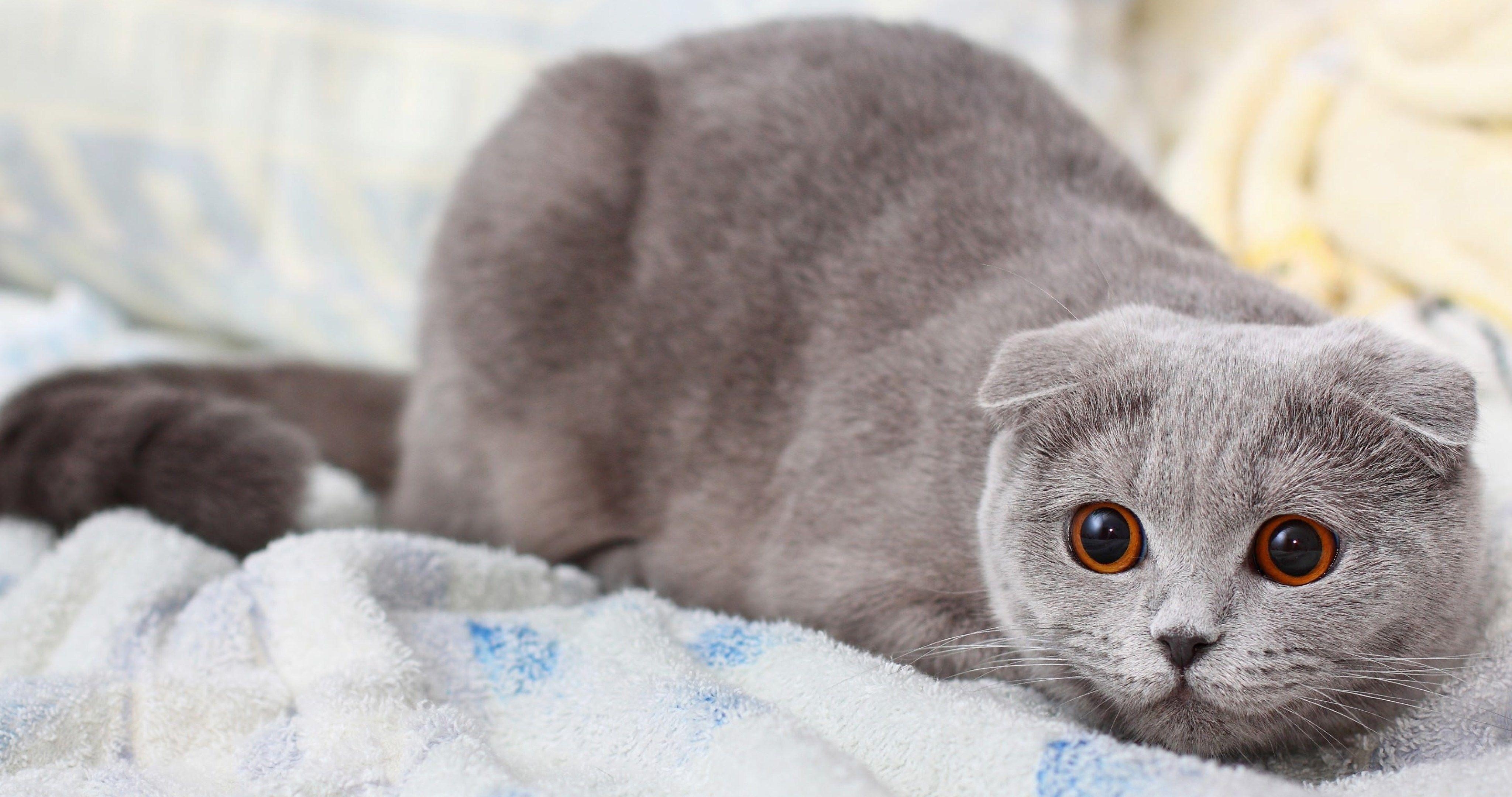 Scottish Fold, 4K, Ultra HD, Katze, Hintergrund, 4100x2160 4K Desktop