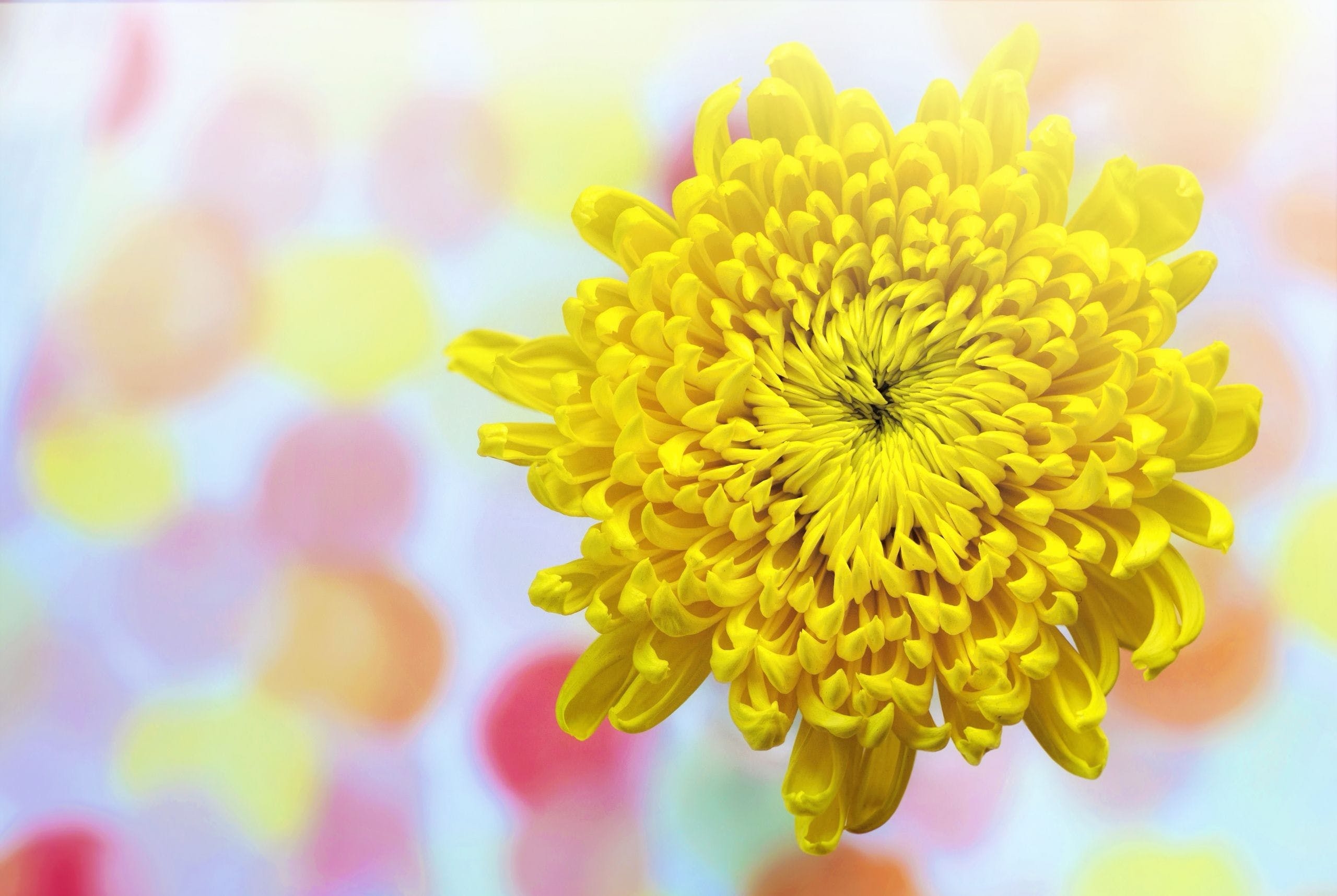 Gelbe Chrysantheme, HD-Bild, Blütenpracht, Natur, 2560x1720 HD Desktop